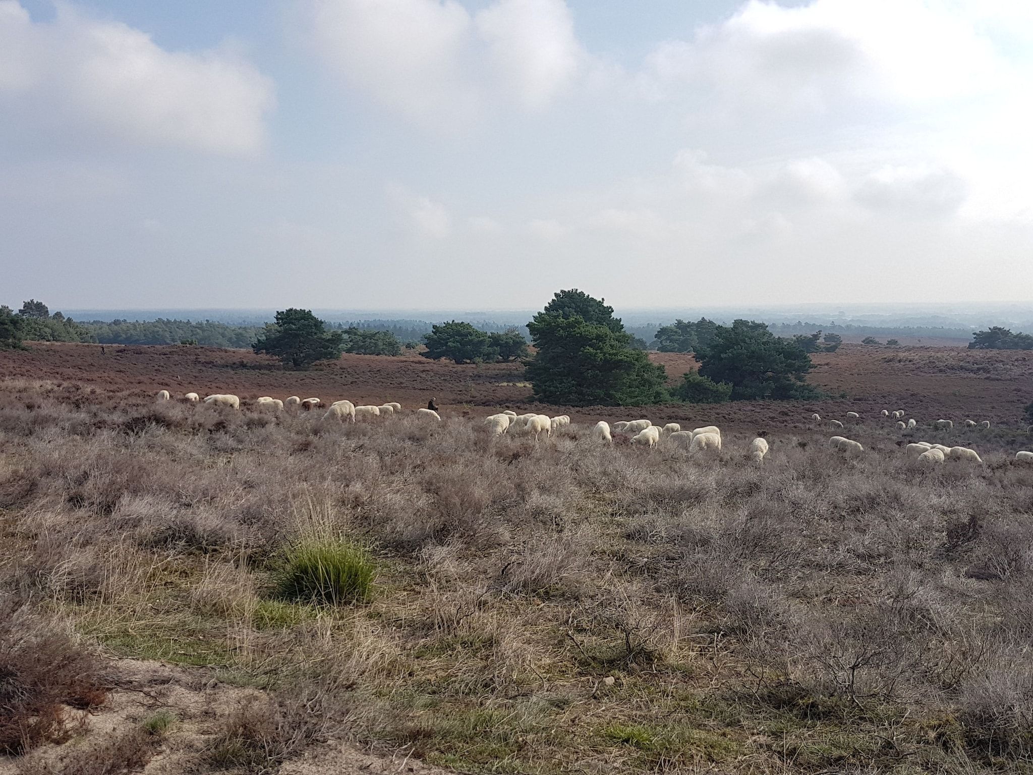 Buitenplaats Berg en Bos nummer 18 in Lemele - Foto 13 van 30