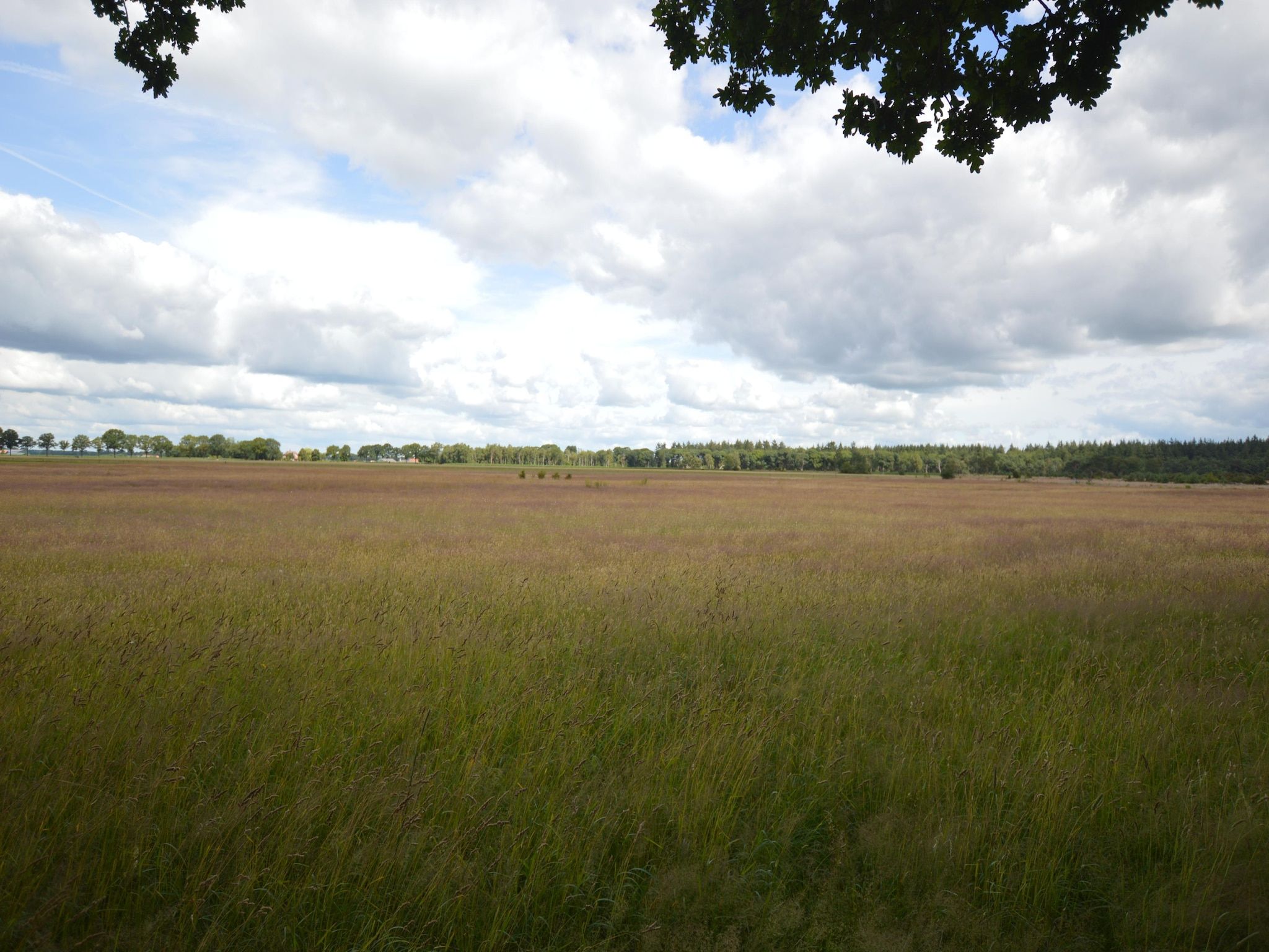 Het uitzicht vanaf Buitenplaats Berg en Bos nummer 18 in Lemele