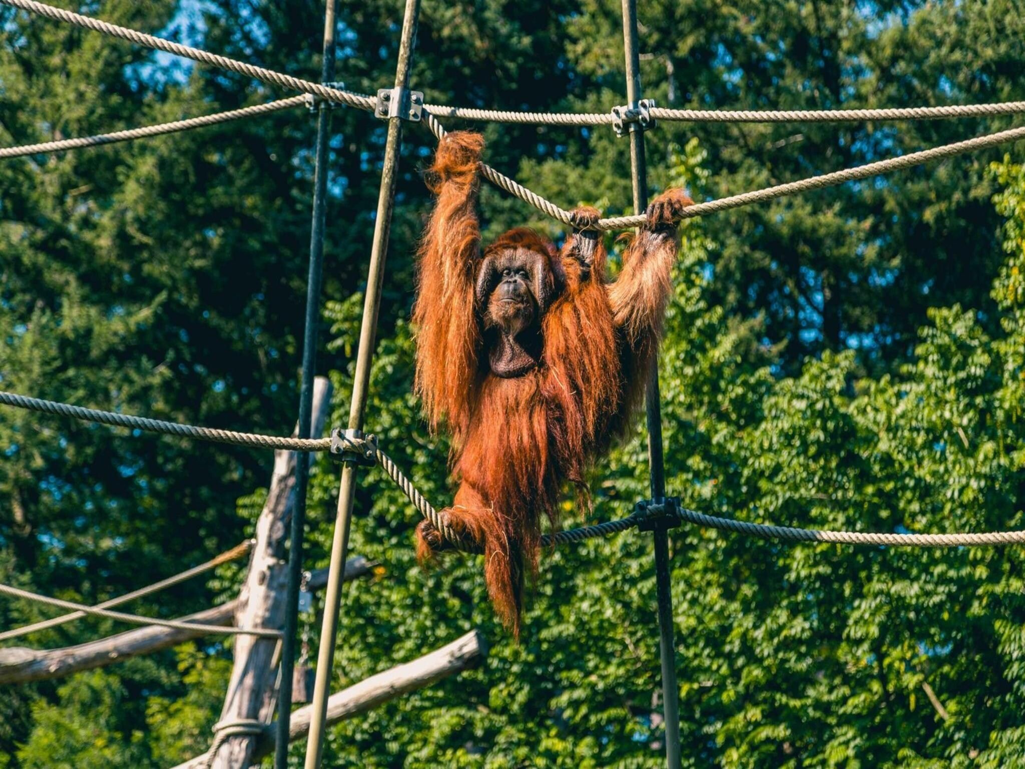 Sfeerbeeld van Cube Magnifique Plus 8 in Otterlo