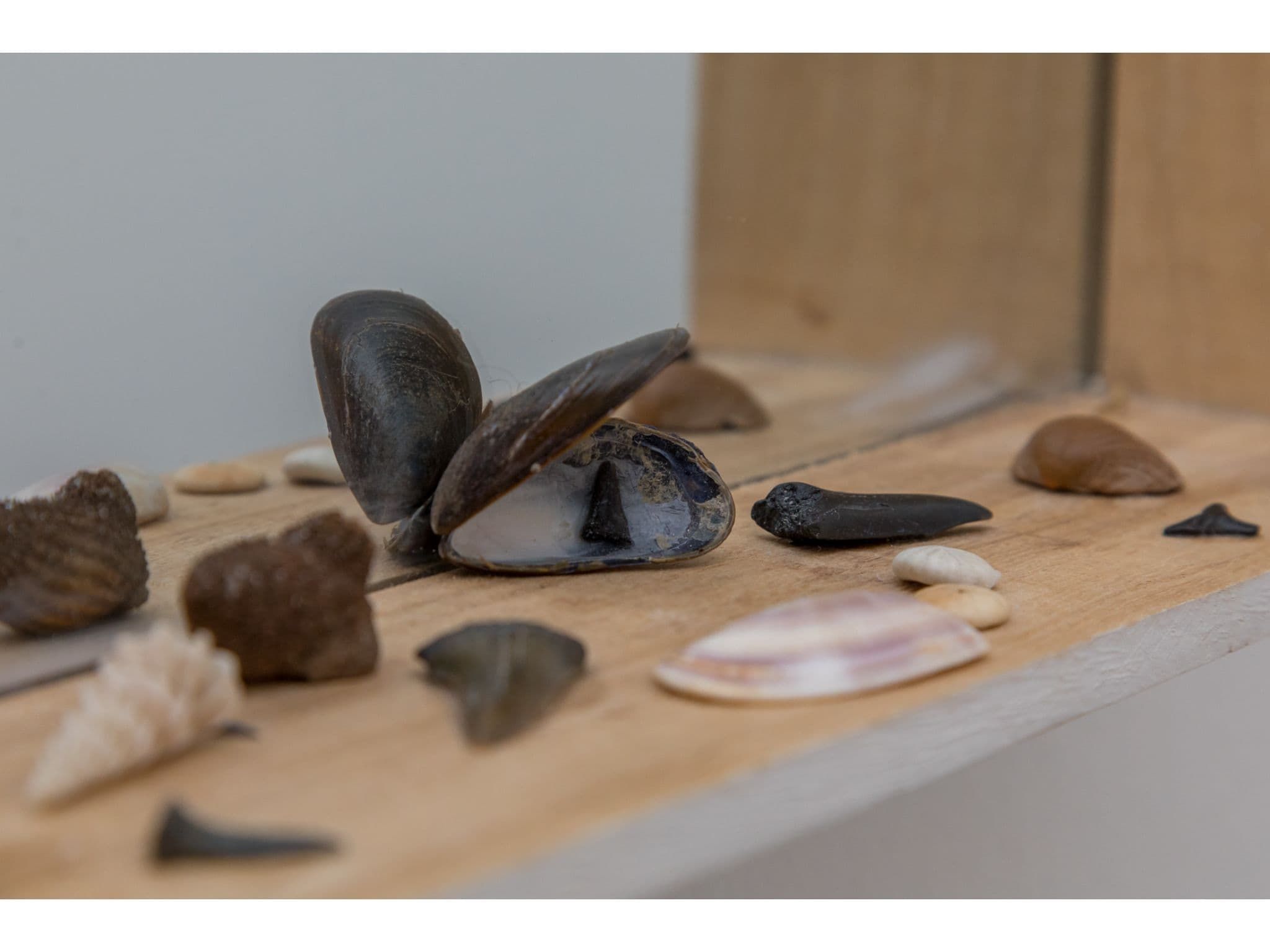 Sfeerbeeld van Lepelblad 7 in Nieuwvlietbad