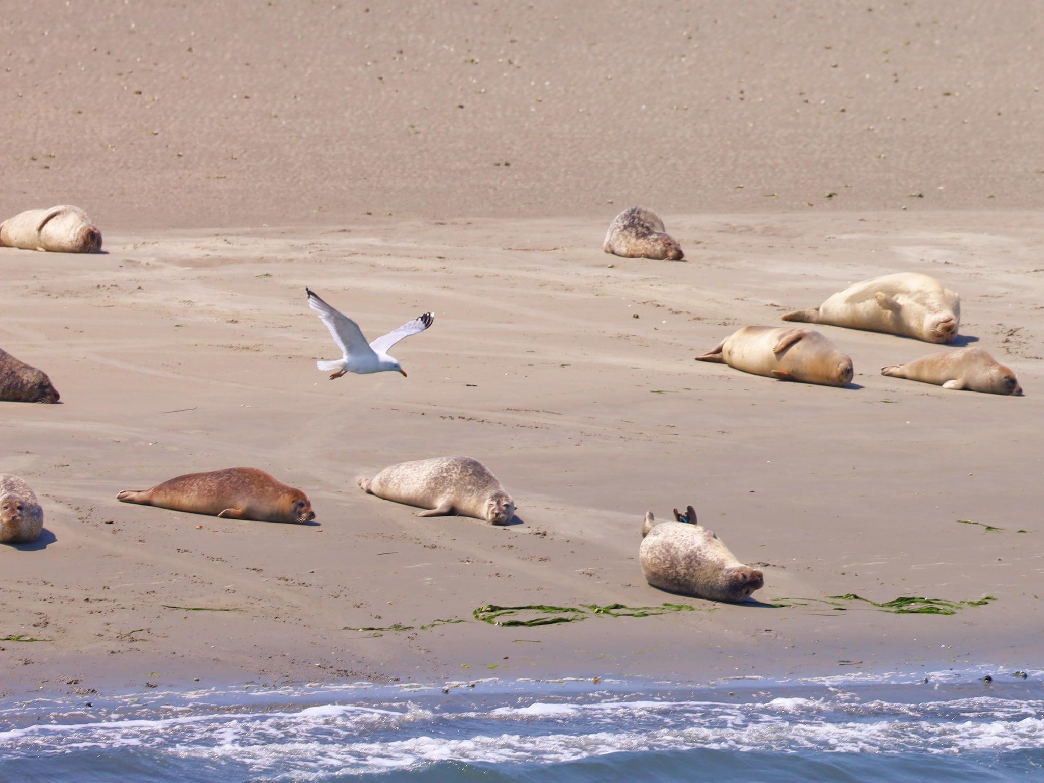 Casa Anna in Scherpenisse - Foto 33 van 40