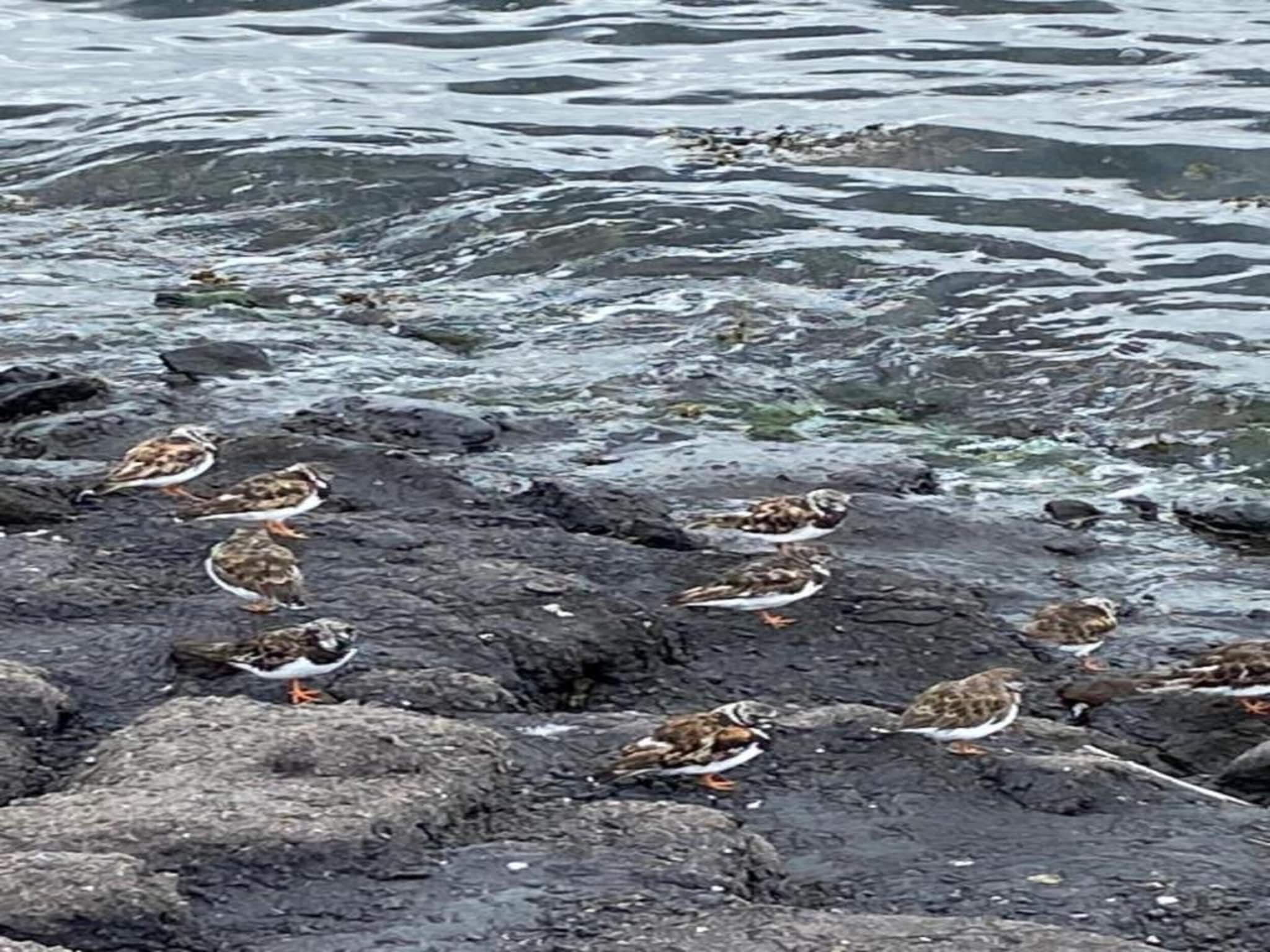 De Meerkoet Huis Nr 37 in Scherpenisse - Foto 25 van 40