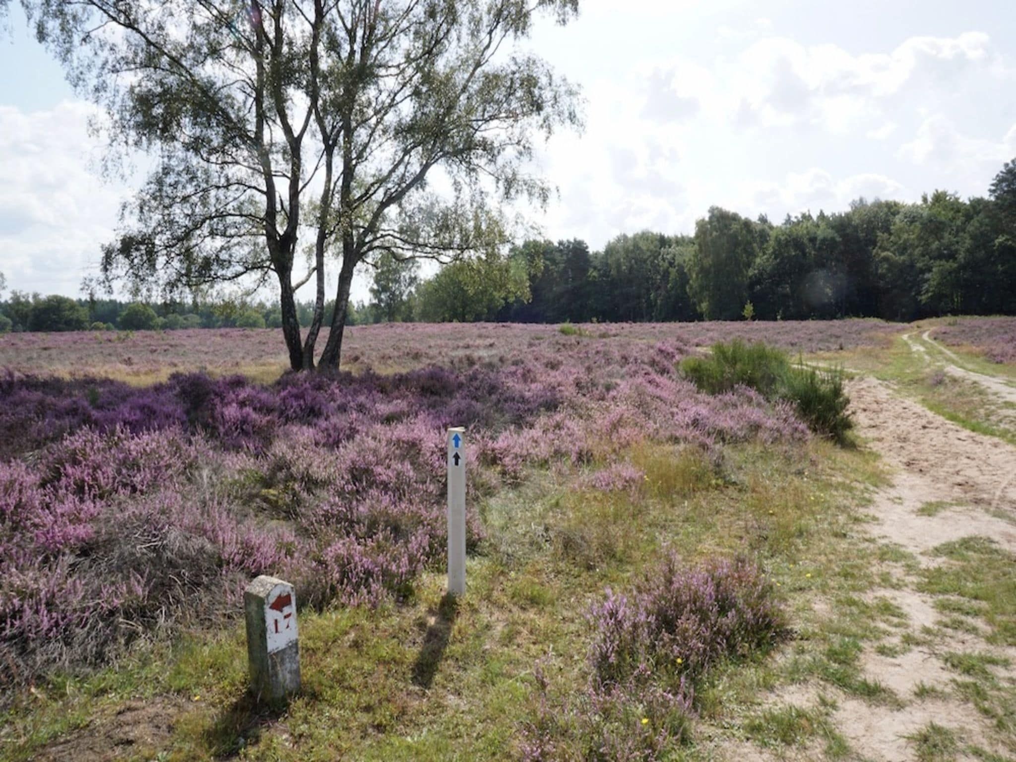 De omgeving van Buitenplaats Berg en Bos nummer 4 in Lemele
