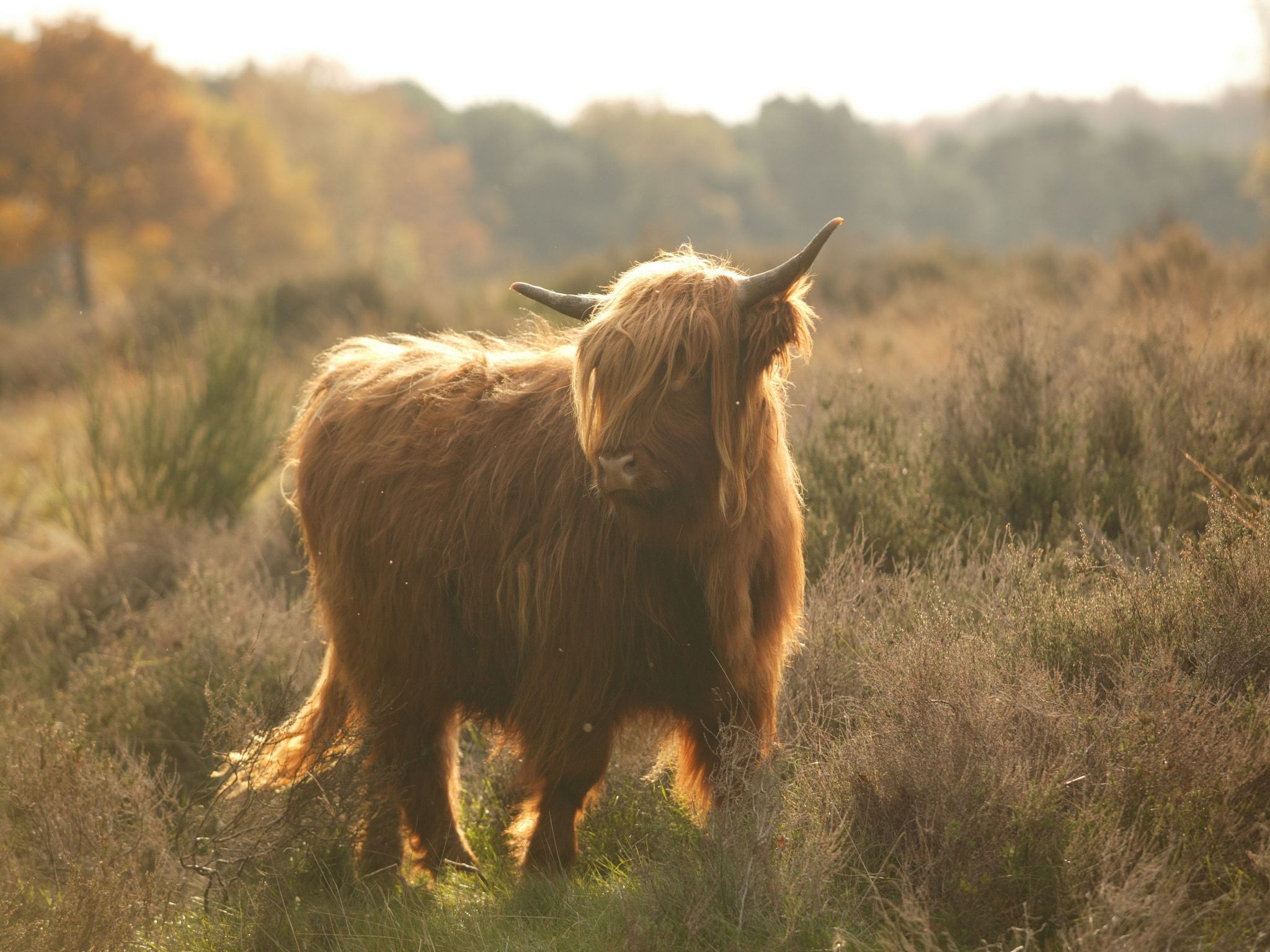 Vakantie bij Meeussen - Schuttersoord 4 in Mook - Foto 25 van 40