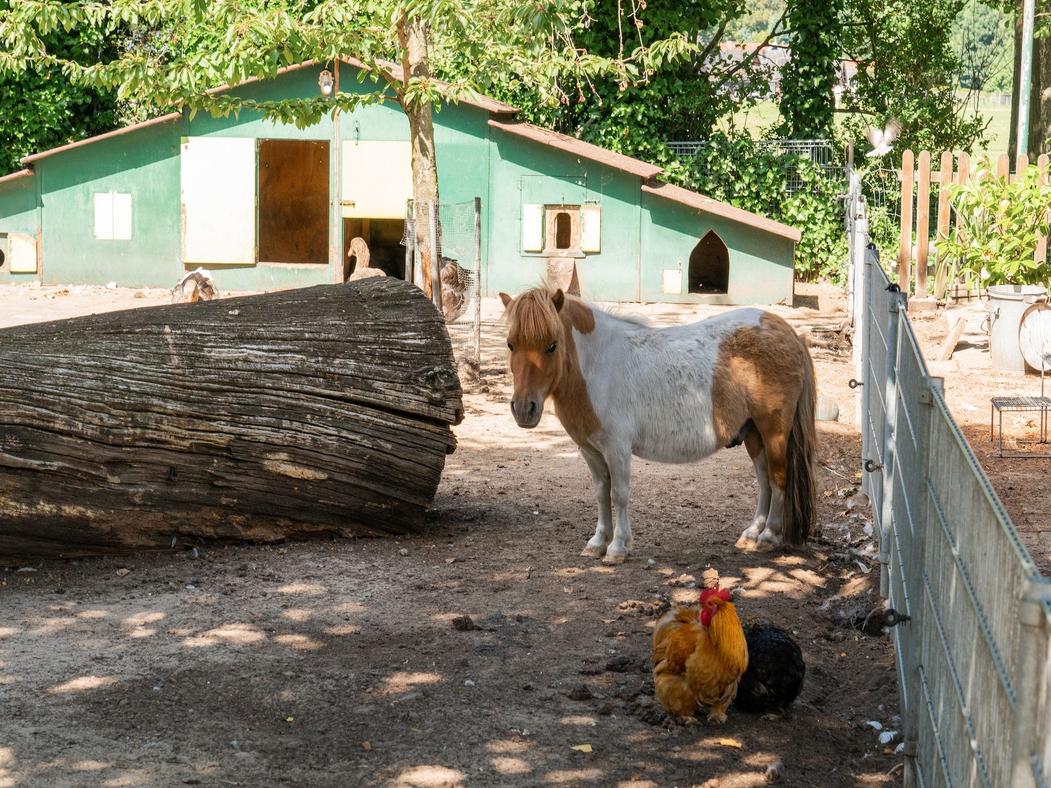 Steenmarter in Reutum - Foto 36 van 40