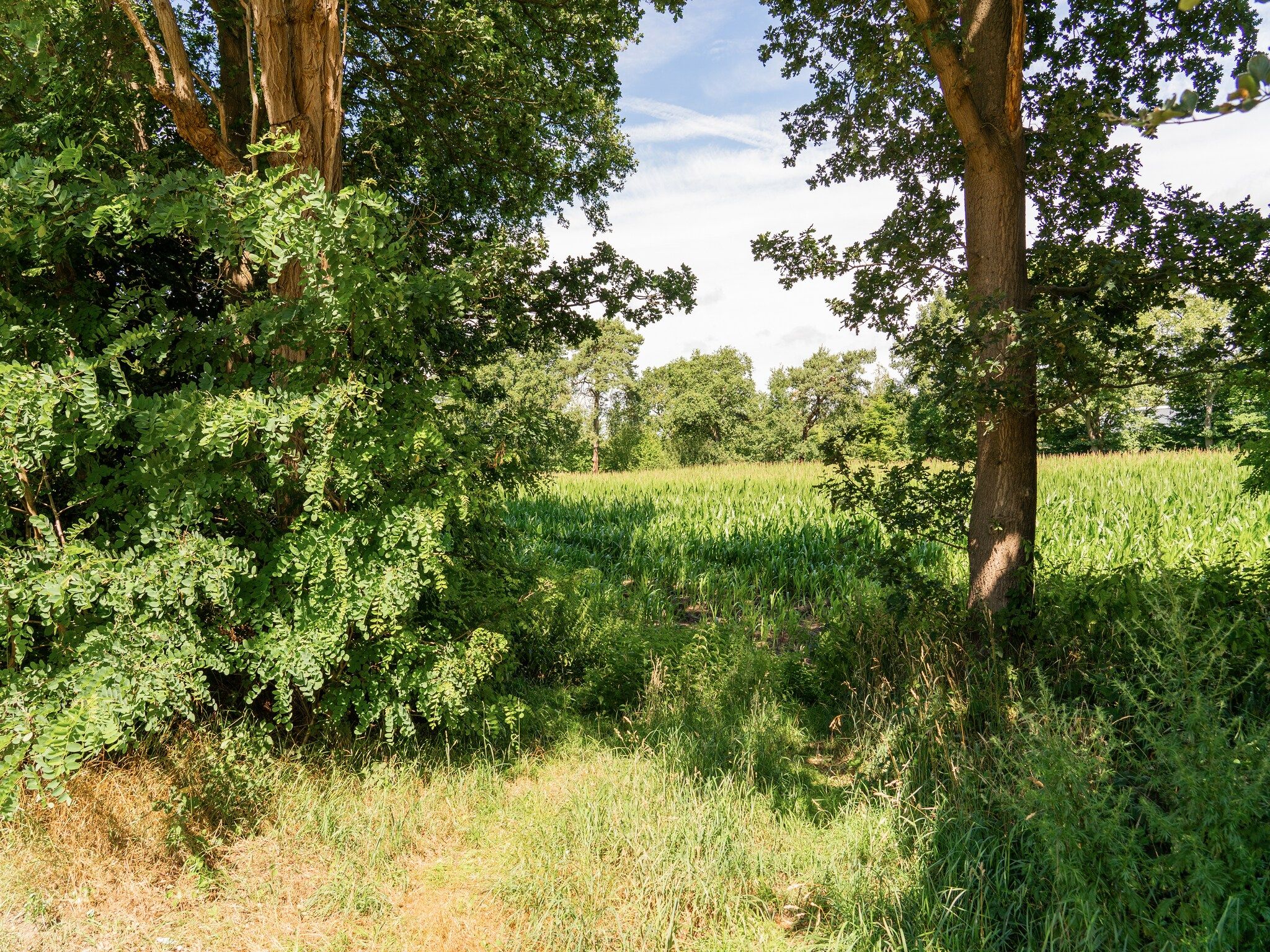 De omgeving van Steenmarter in Reutum