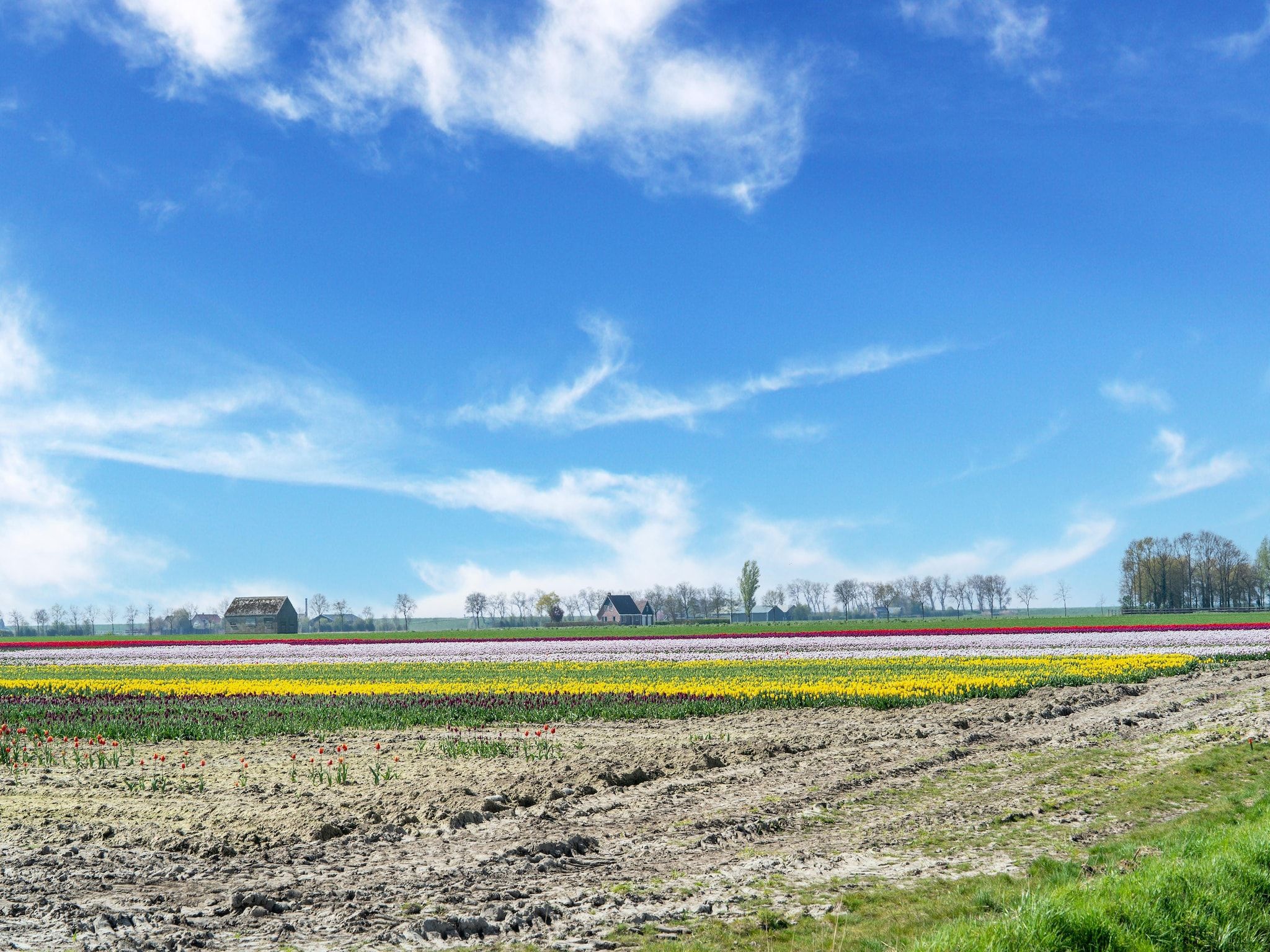 De omgeving van De Tjiftjaf Huis Nr 21 in Scherpenisse