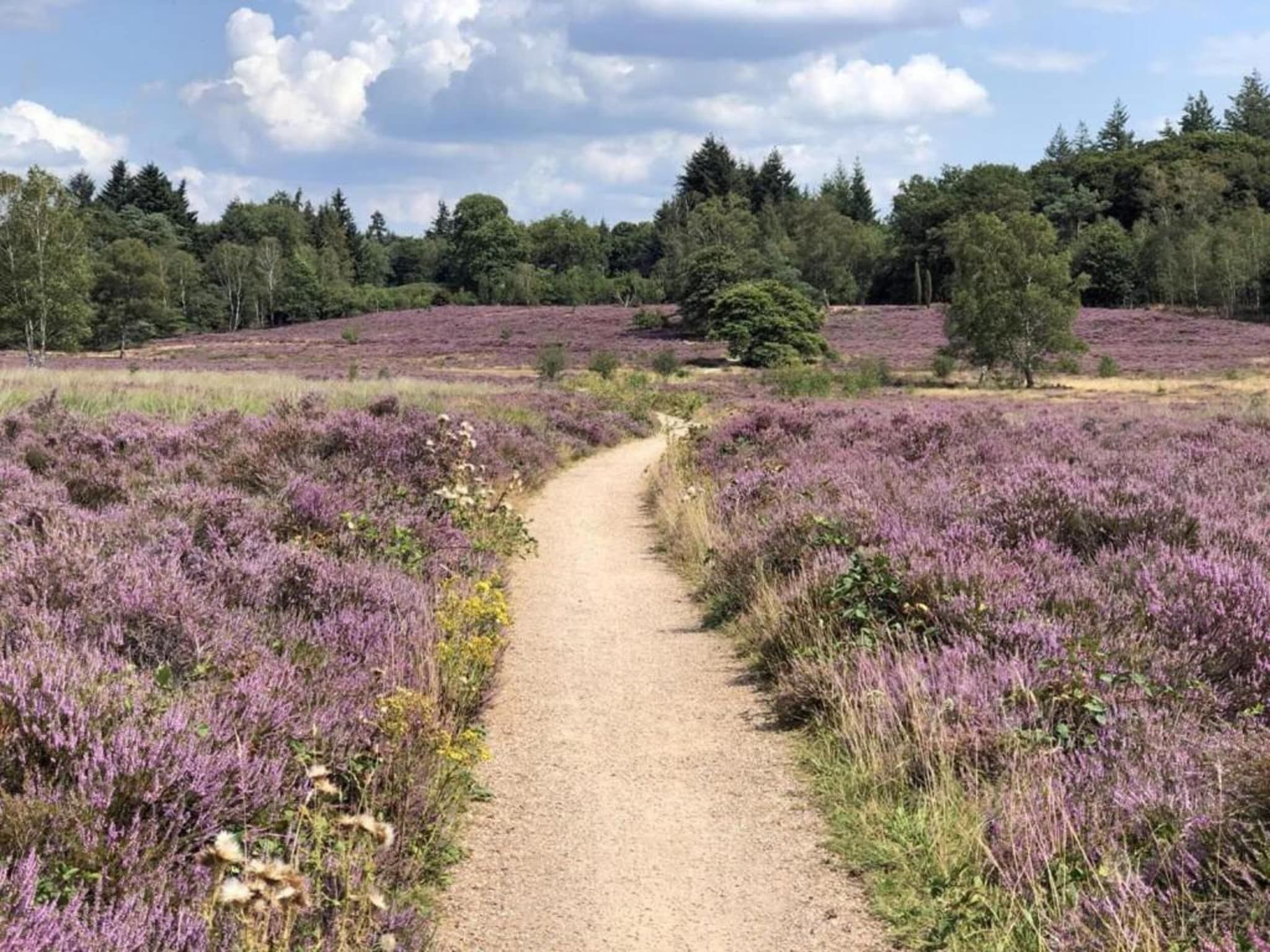 De omgeving van De Veluwse Hoevegaerde 7 in Putten
