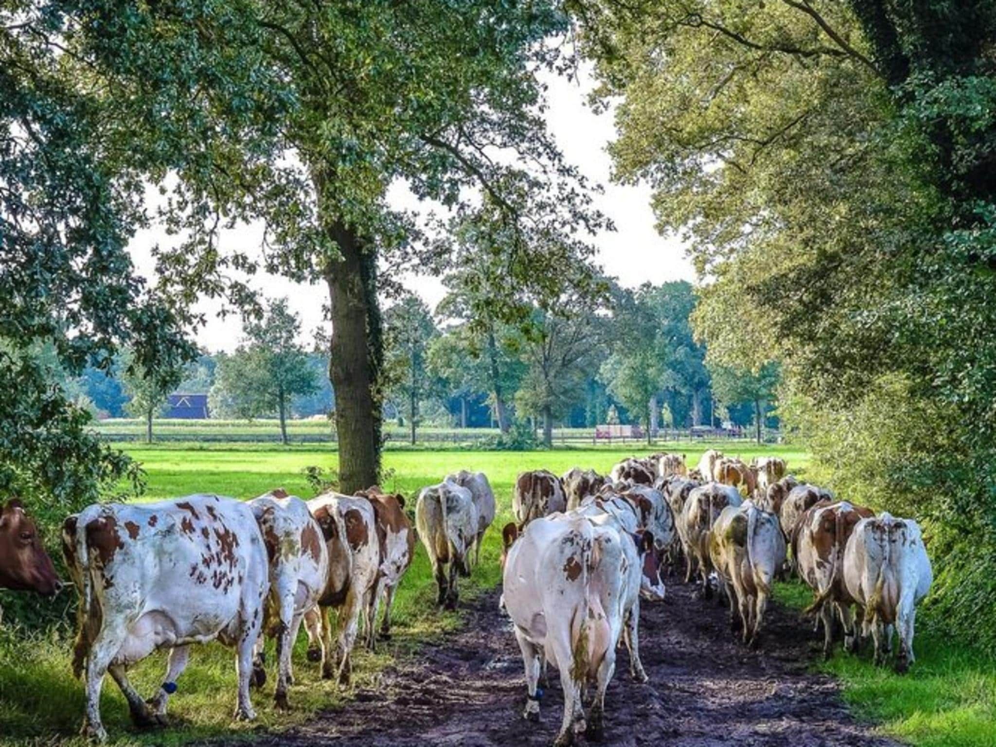 De omgeving van Vakantiepark Mölke 29 in Zuna