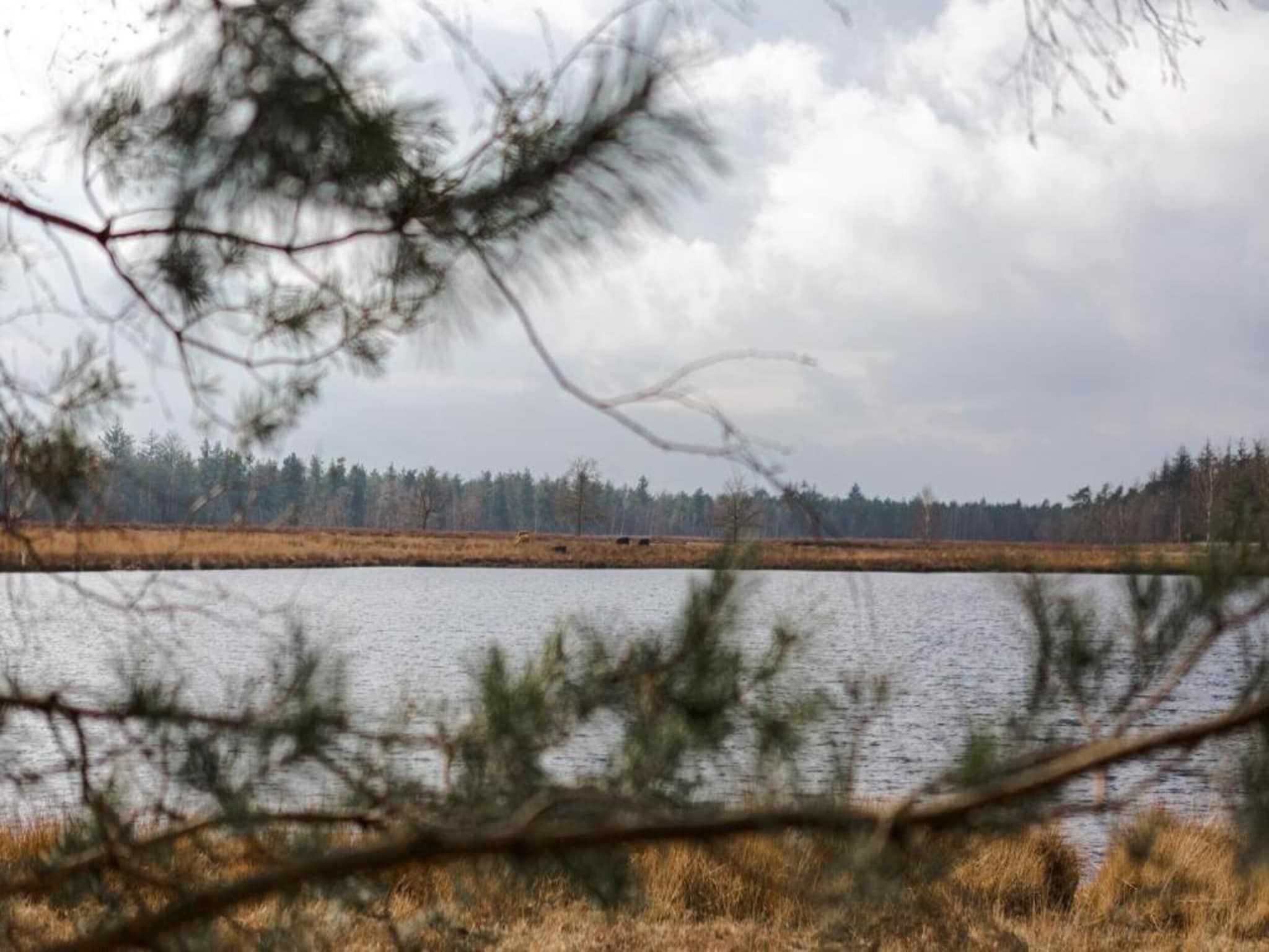 De omgeving van Bospark 't Wolfsven 14 in Mierlo