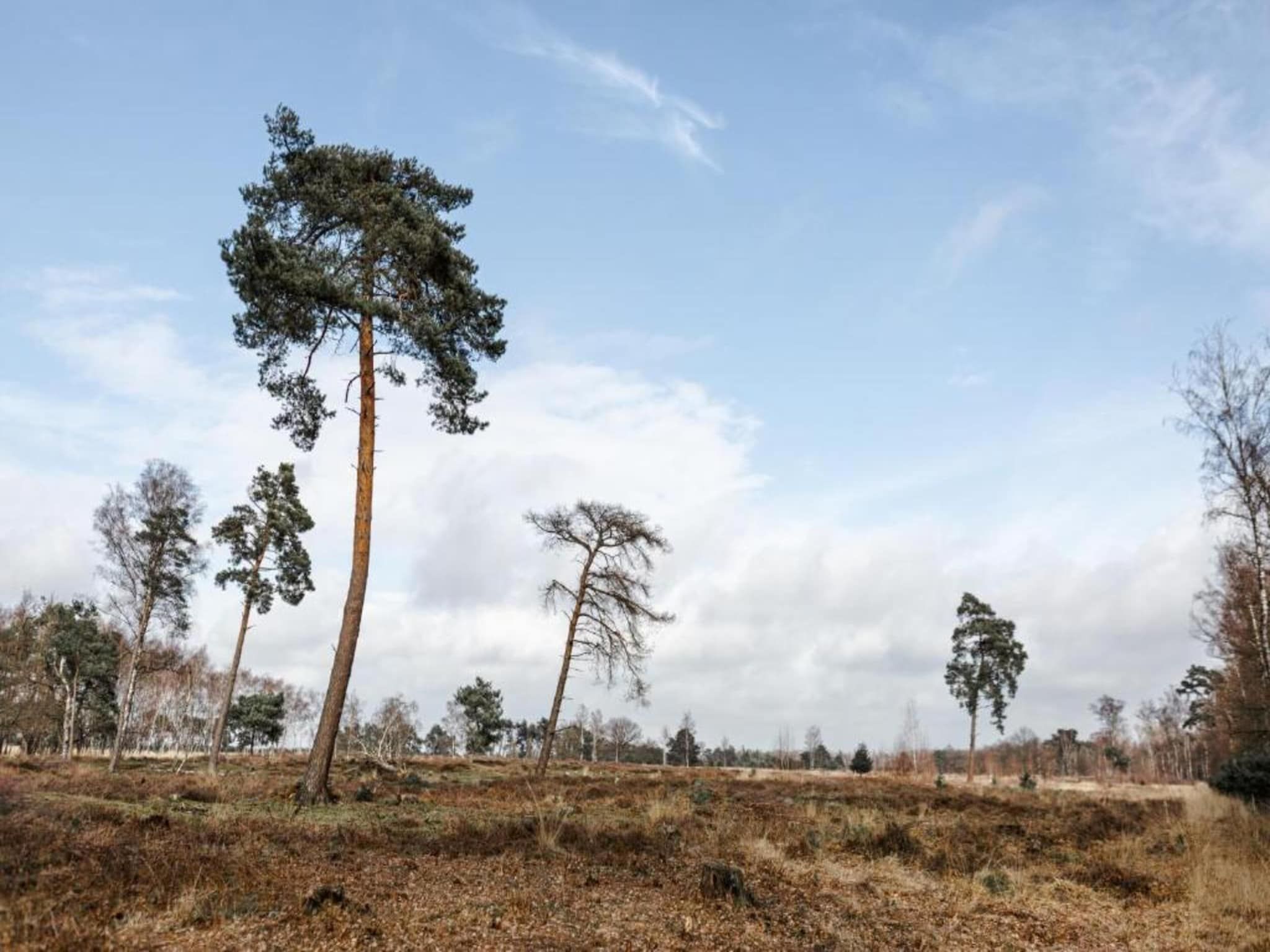 De omgeving van Bospark 't Wolfsven 14 in Mierlo