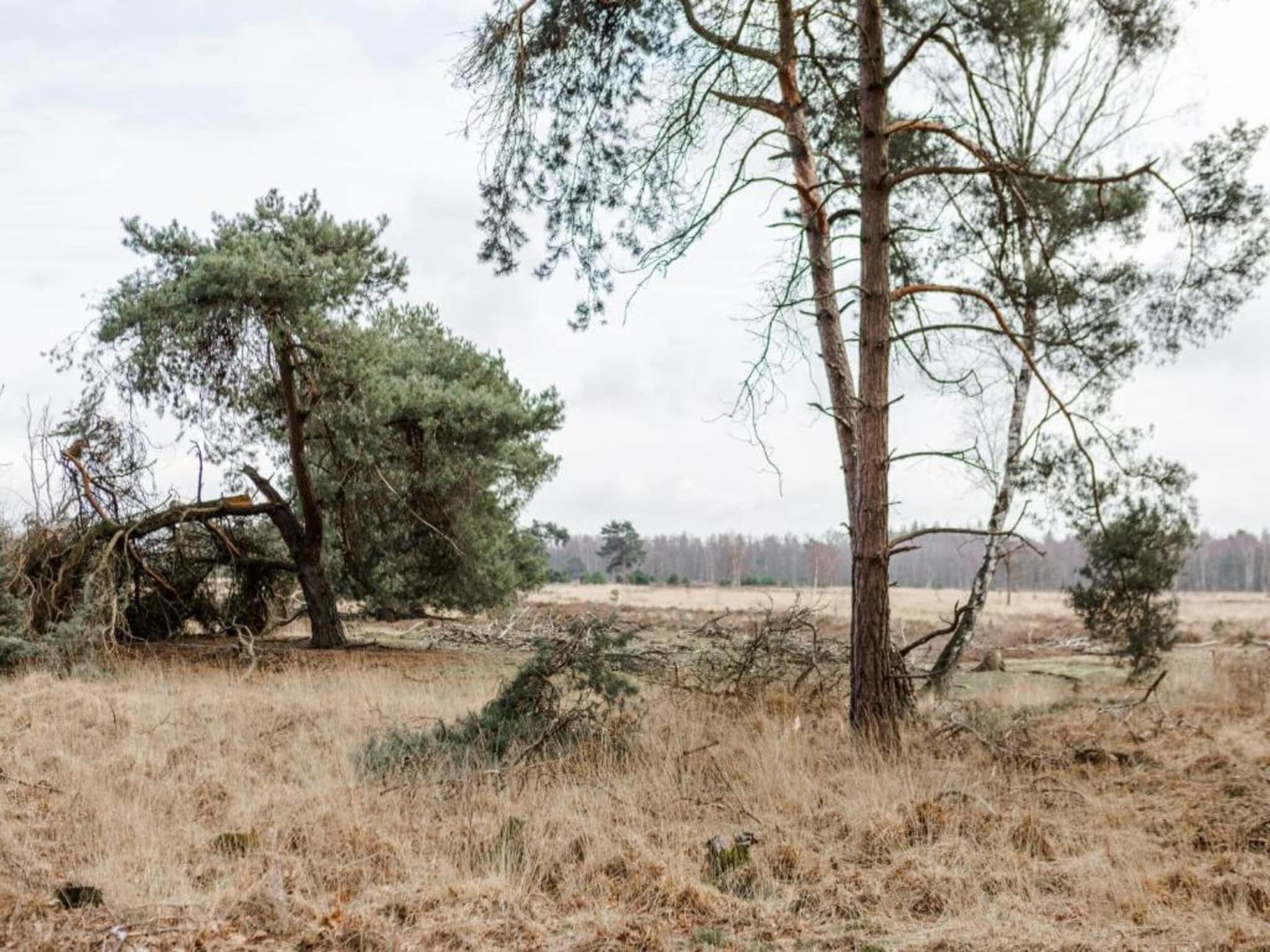 De omgeving van Bospark 't Wolfsven 14 in Mierlo