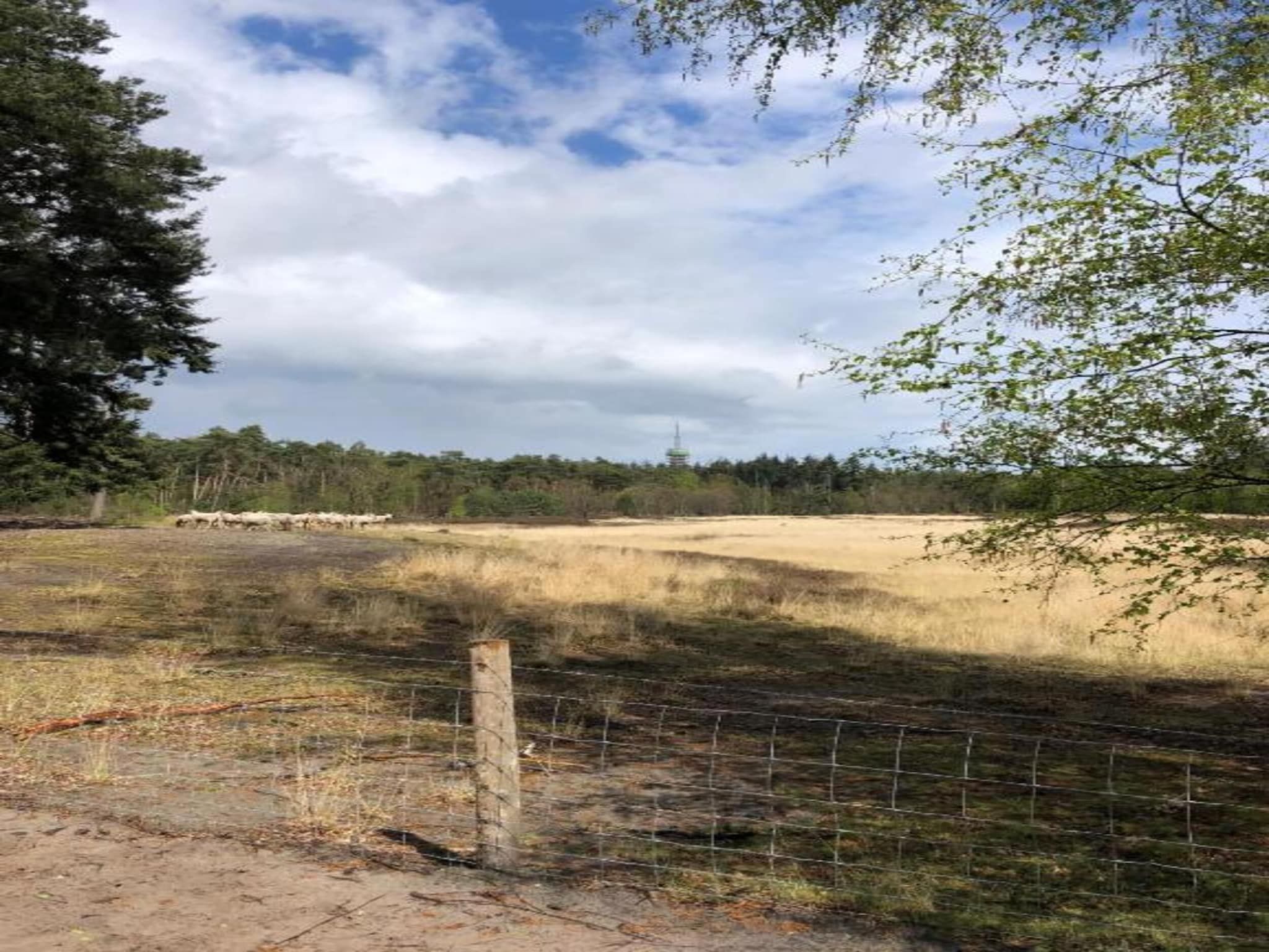 De omgeving van Bospark 't Wolfsven 14 in Mierlo