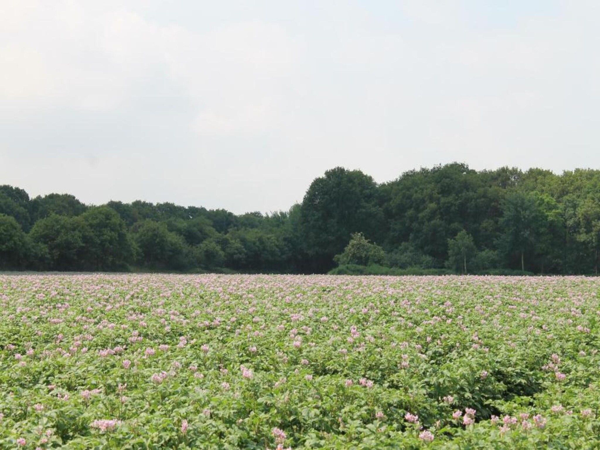 De omgeving van Vakantiepark de Katjeskelder 22 in Oosterhout