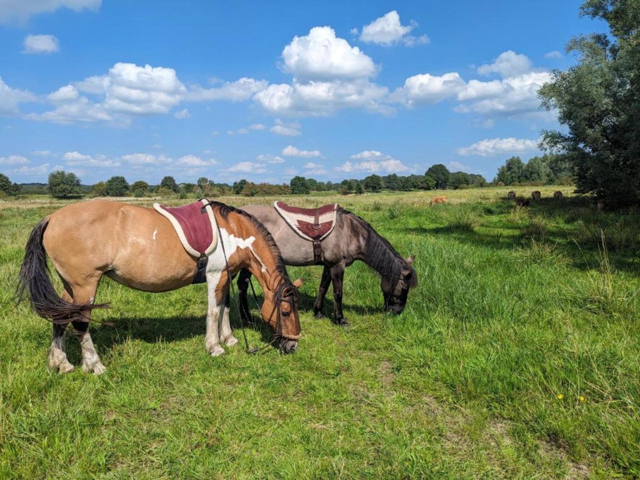 Vakantie bij Meeussen - Molendal 2 in Plasmolen - Foto 30 van 40