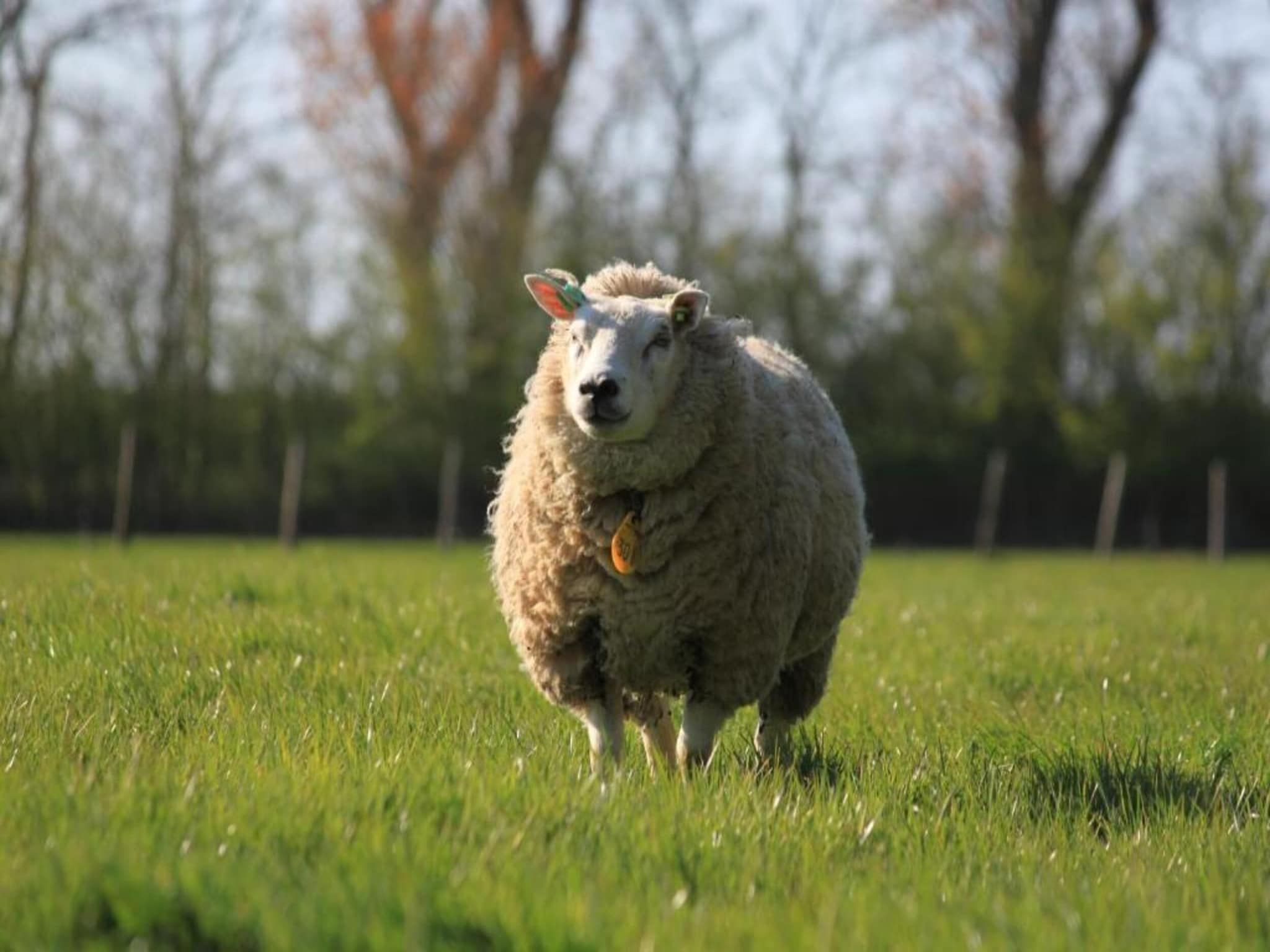 Recreatiepark Wiringherlant - Wiringher Chalet 83 in Hippolytushoef - Foto 29 van 37