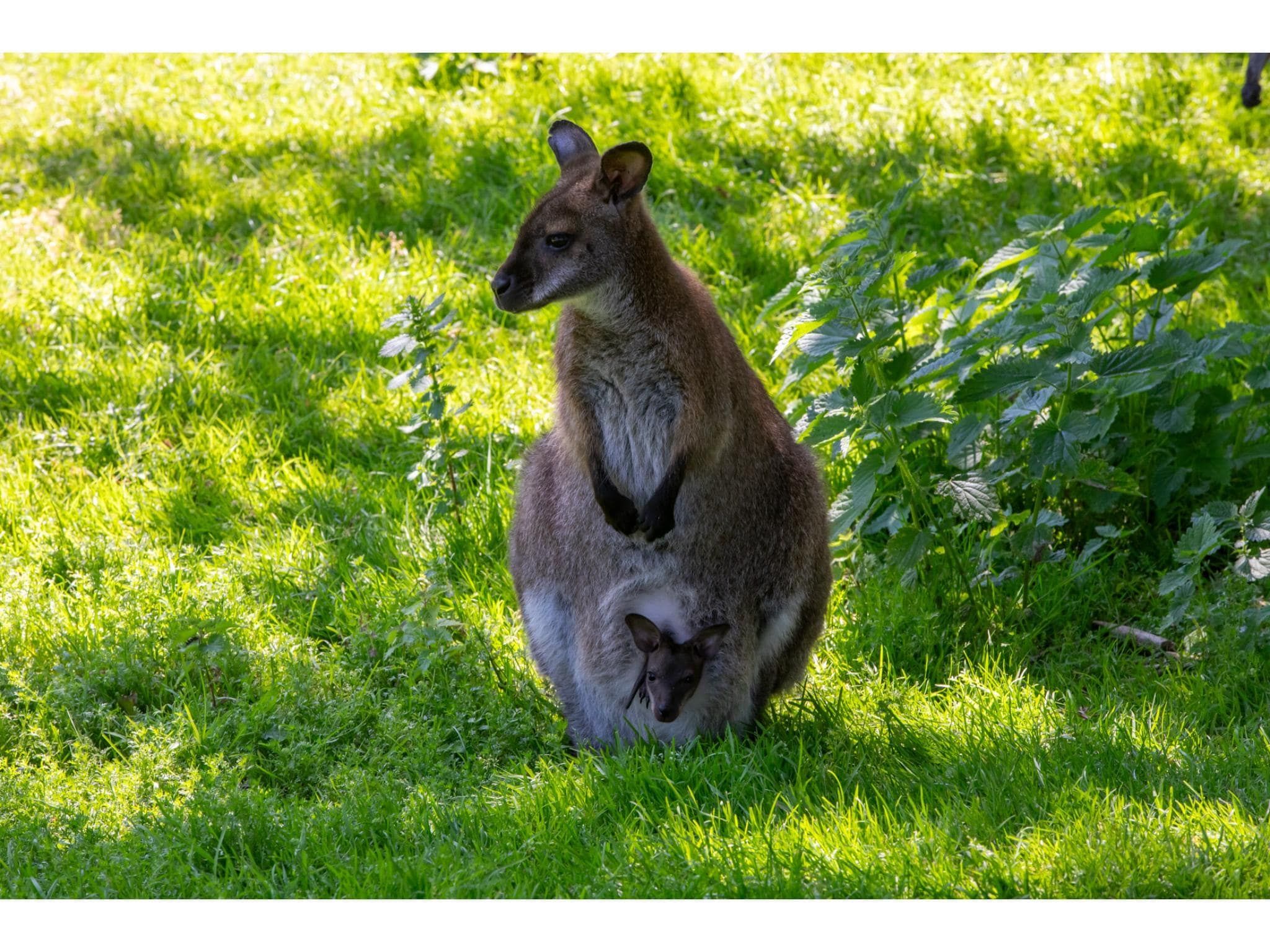 Appartement - Kon Emmaweg 6  beneden app in Vrouwenpolder - Foto 21 van 40