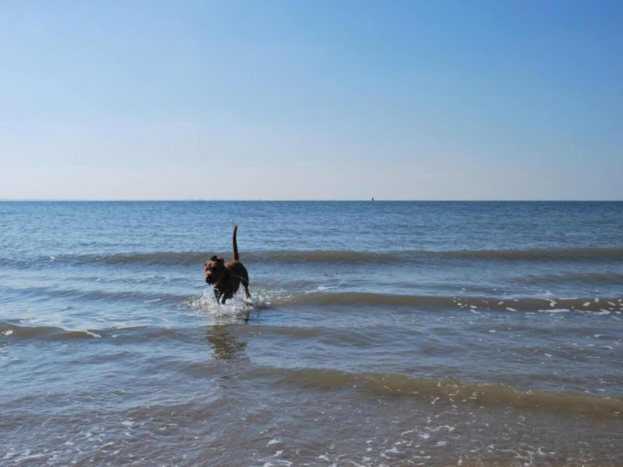 Vakantiepark Hof van Zeeland 1 in Heinkenszand - Foto 39 van 40