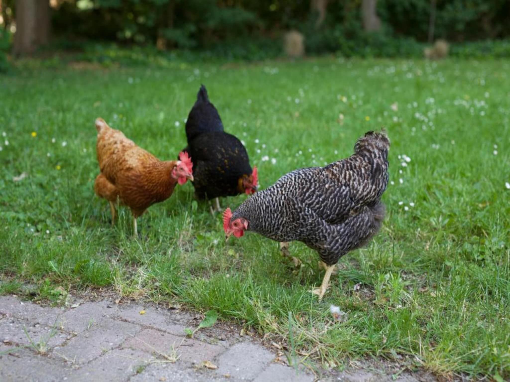 Vakantiepark Hof van Zeeland  8 in Heinkenszand - Foto 35 van 40