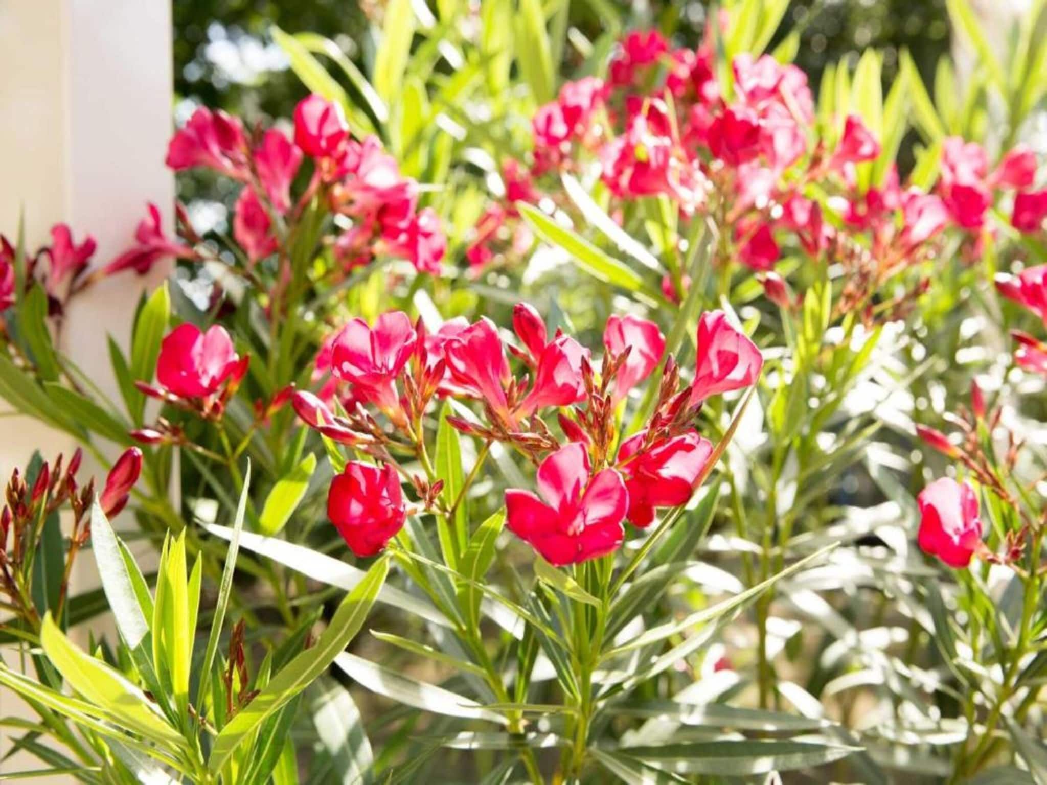 Sfeerbeeld van Vakantiepark Weerterbergen 14 in Weert