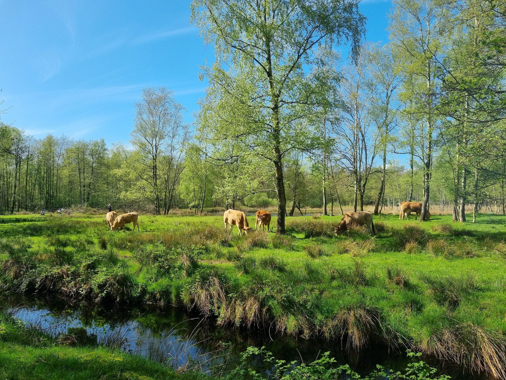 De omgeving van Watervilla Fiiftjin in Balk