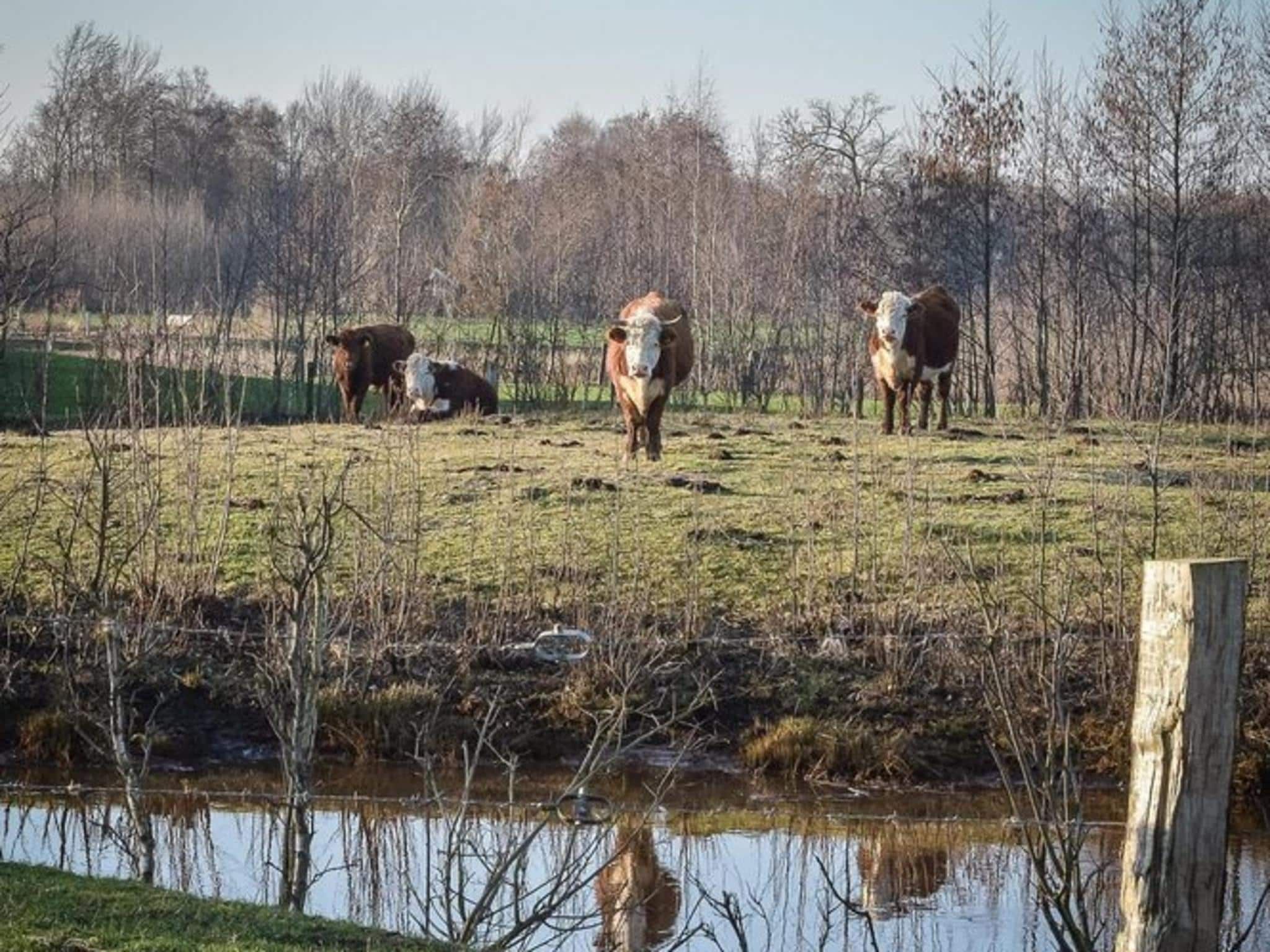 De omgeving van Vakantiepark Mölke 30 in Zuna