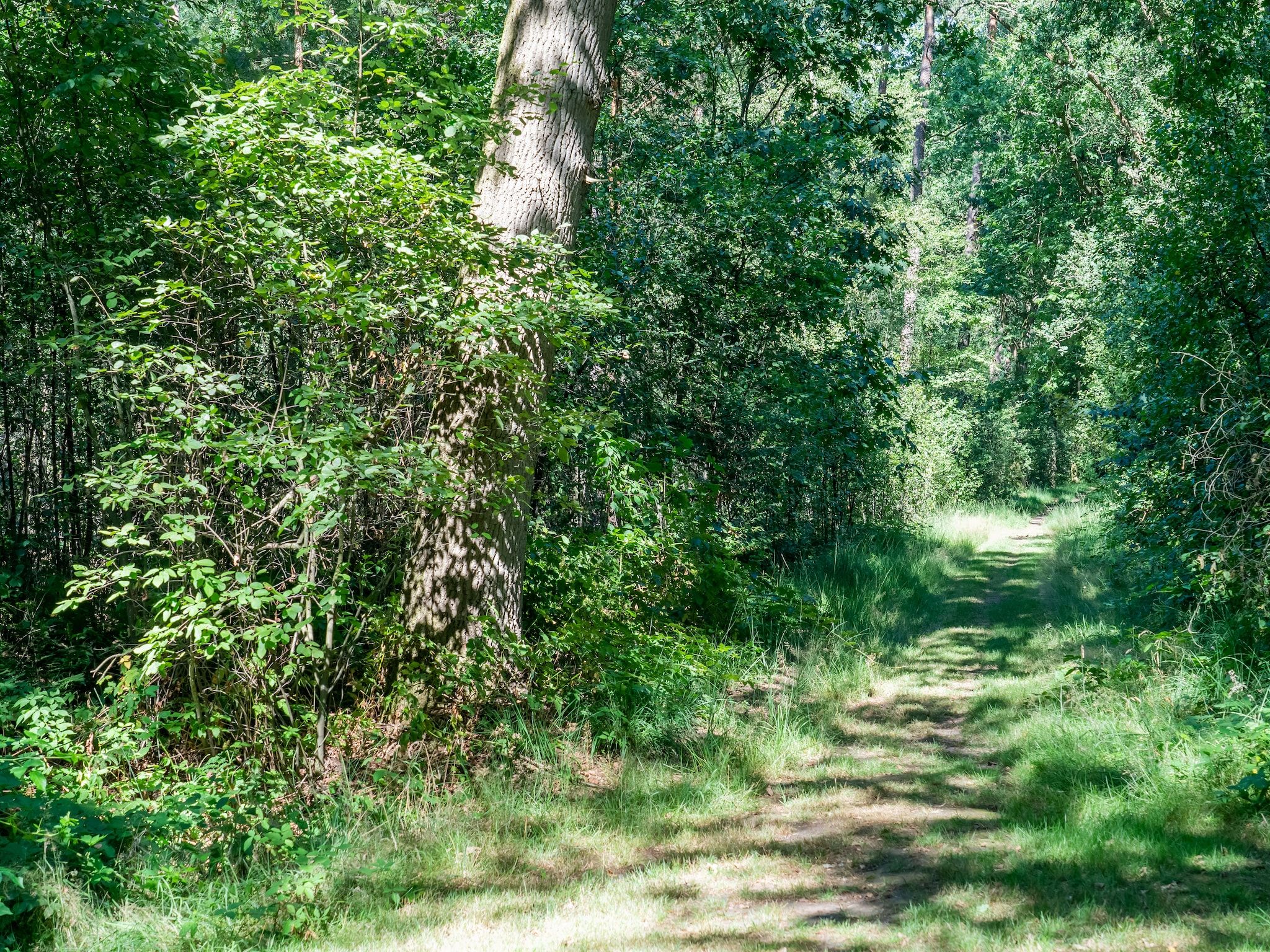 De omgeving van Boschhuis Boucle in Lochem