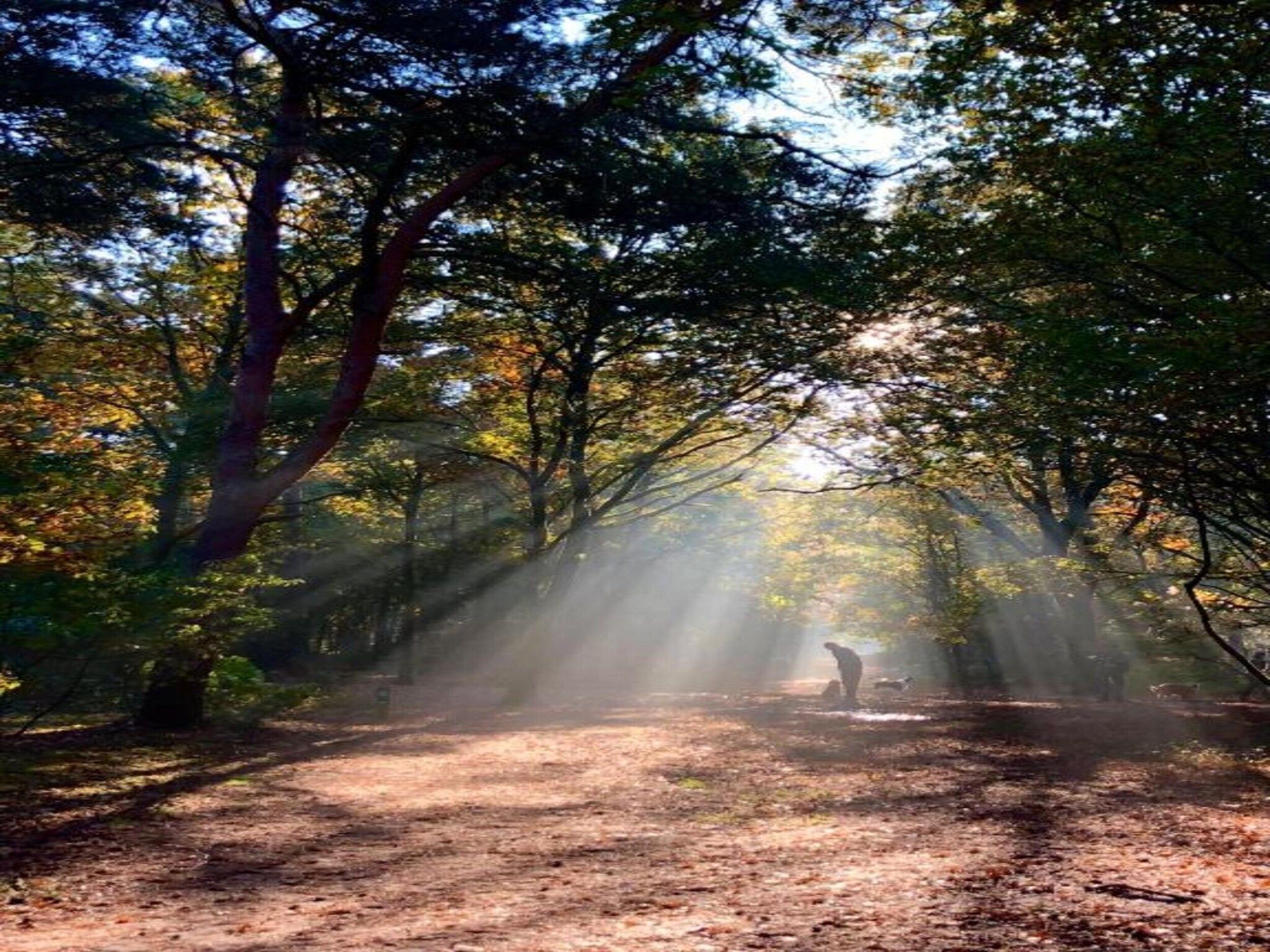 De omgeving van Bospark 't Wolfsven 15 in Mierlo