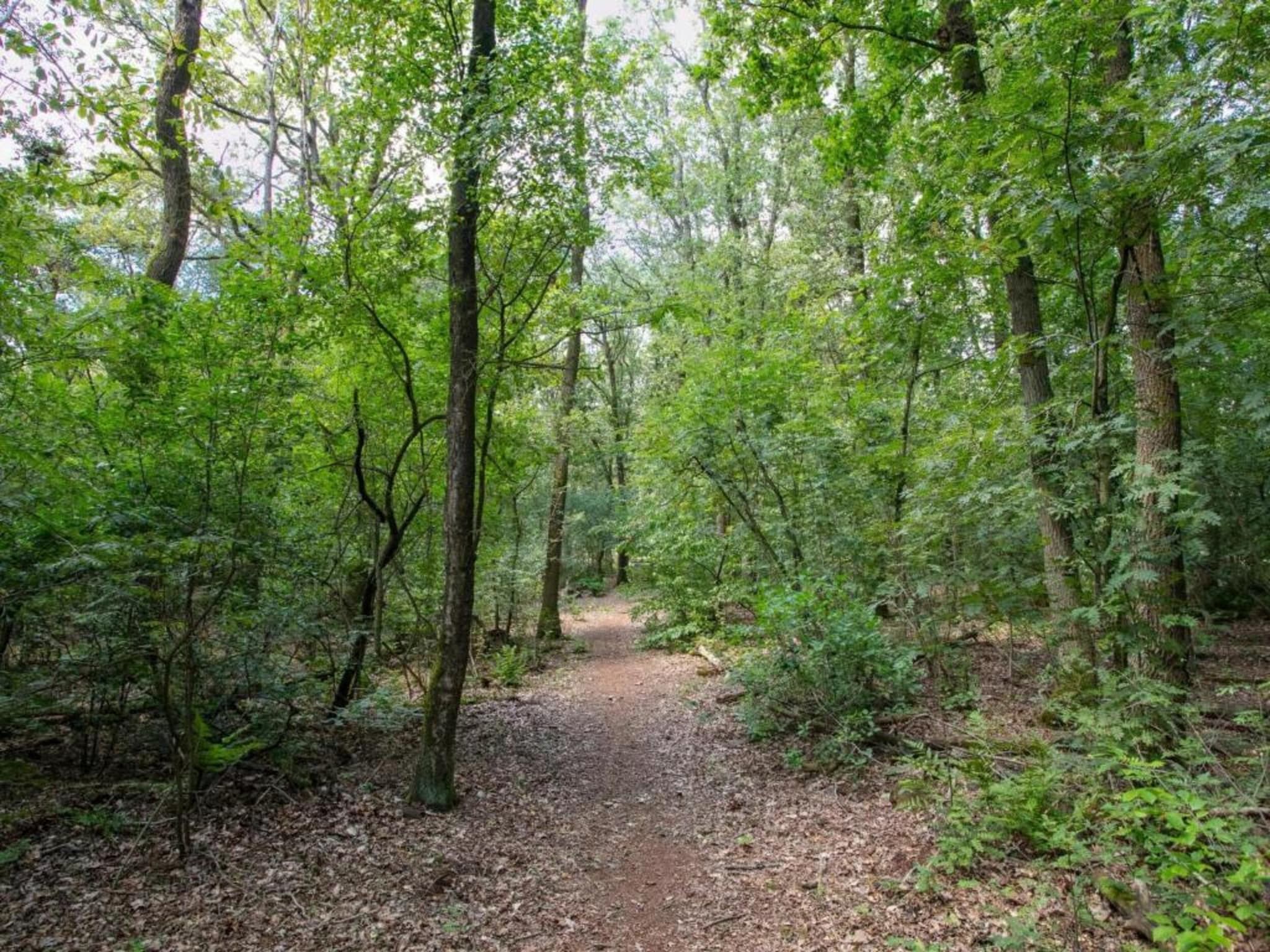 De omgeving van Vakantiepark Schaijk 6 in Schaijk