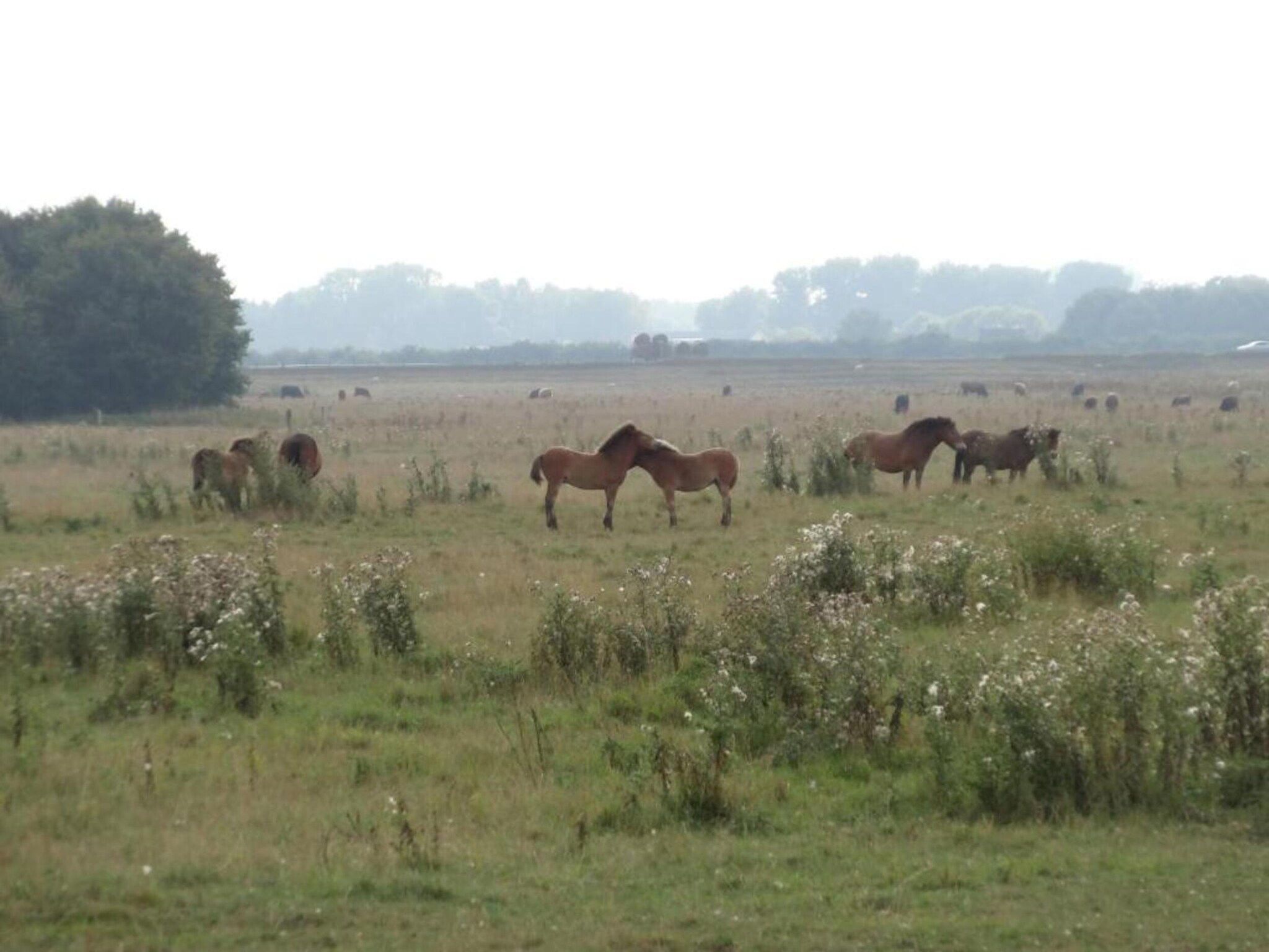 De omgeving van Vakantiepark Schaijk 8 in Schaijk