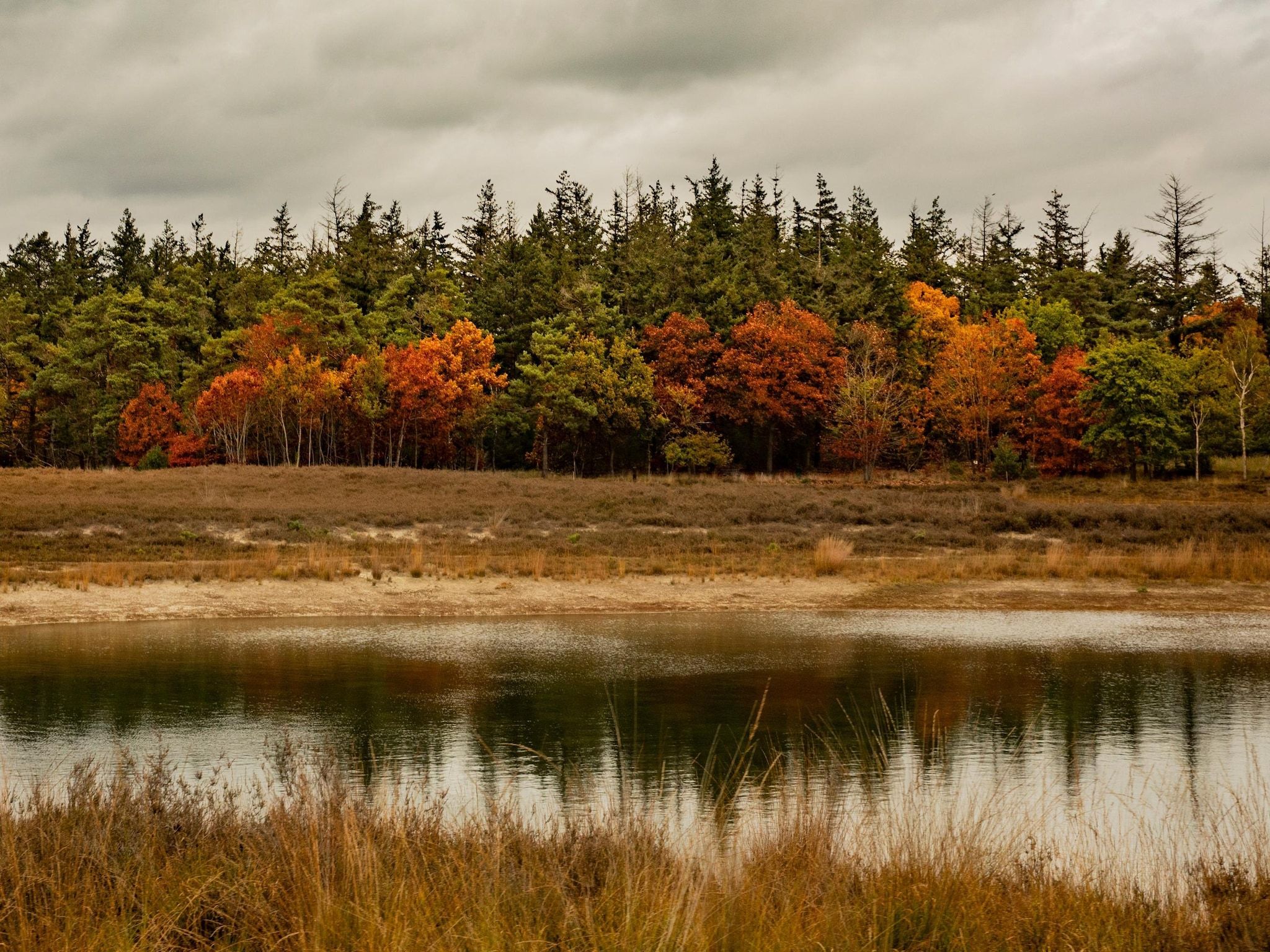 De omgeving van Vakantiepark De Heihorsten 4 in Someren