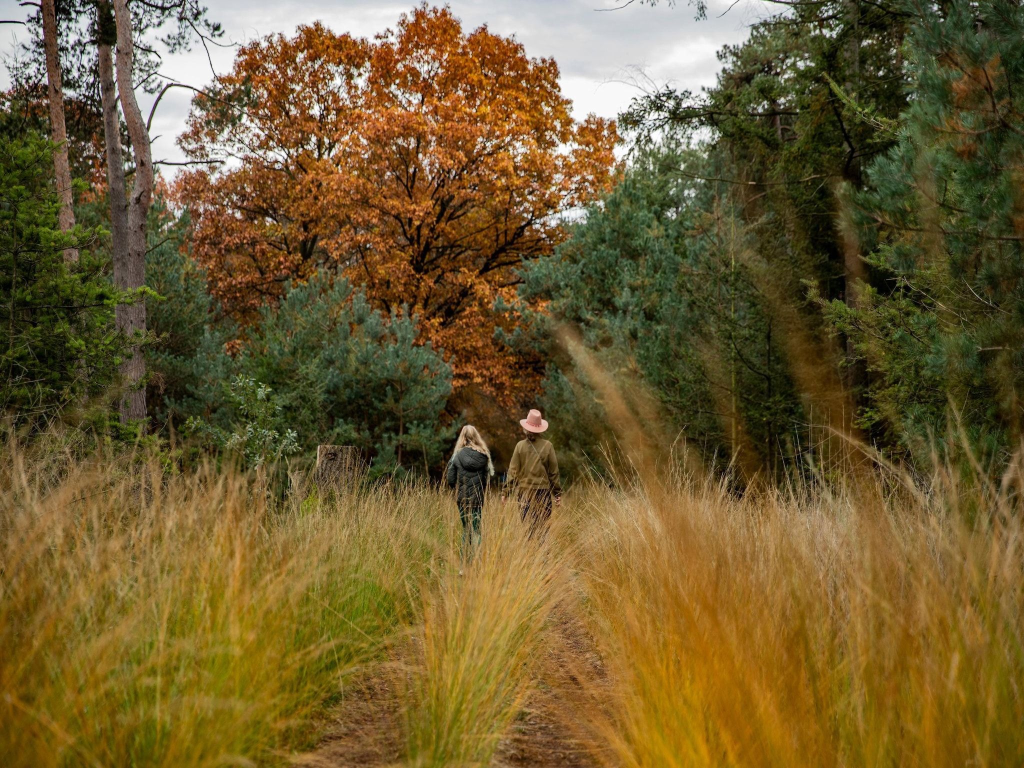 De omgeving van Vakantiepark De Heihorsten 8 in Someren