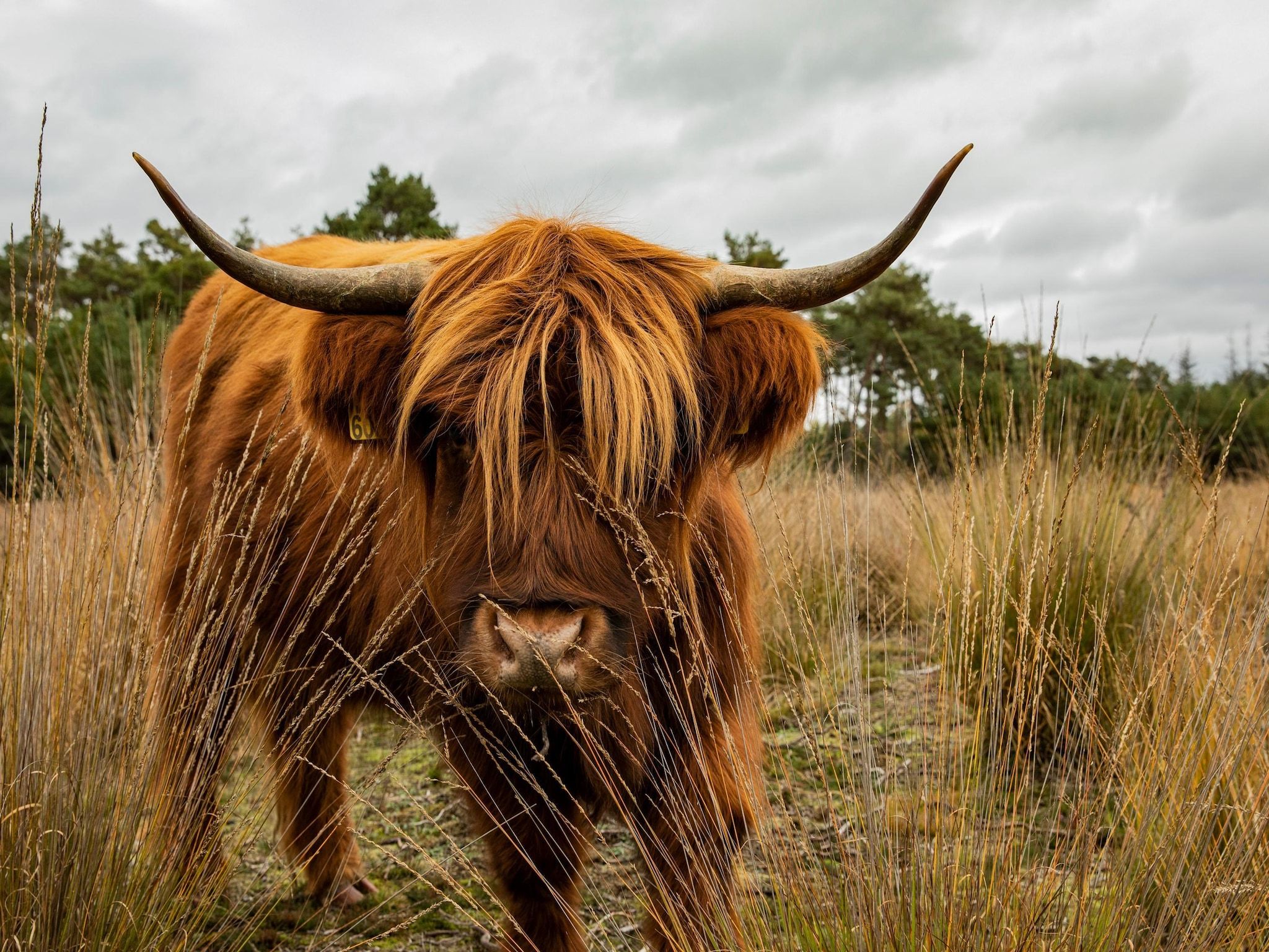Sfeerbeeld van Vakantiepark De Heihorsten 10 in Someren