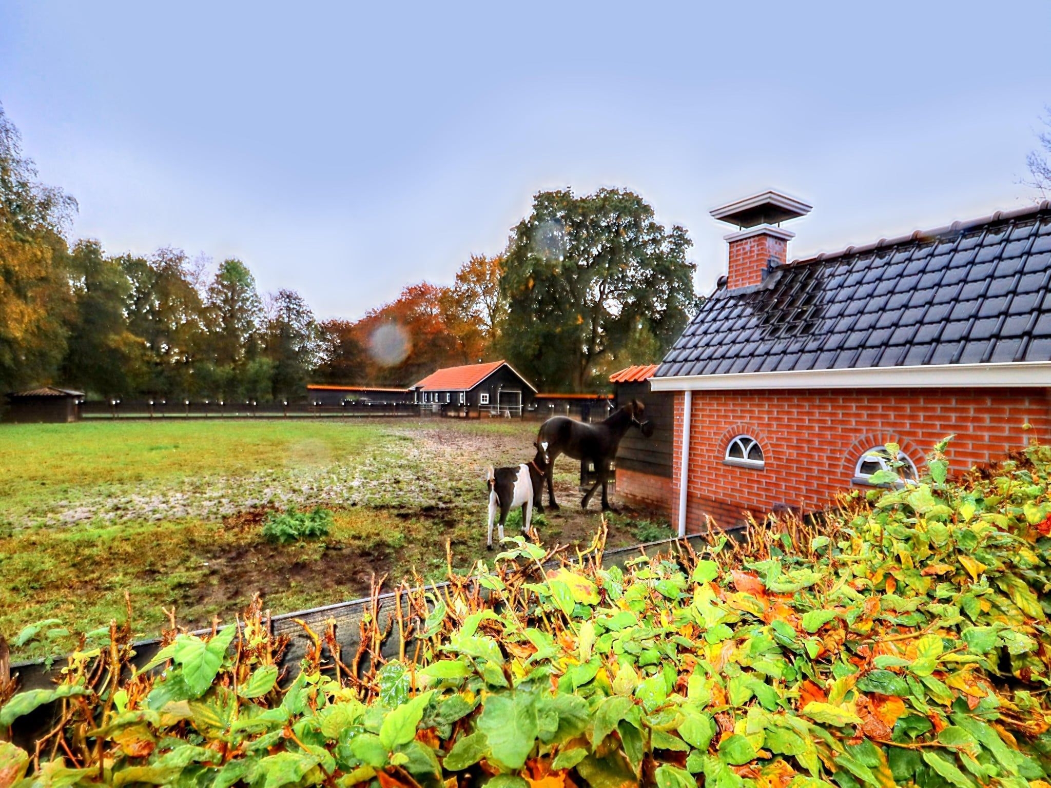 De tuin van Appartement Notenbomer in Kornhorn