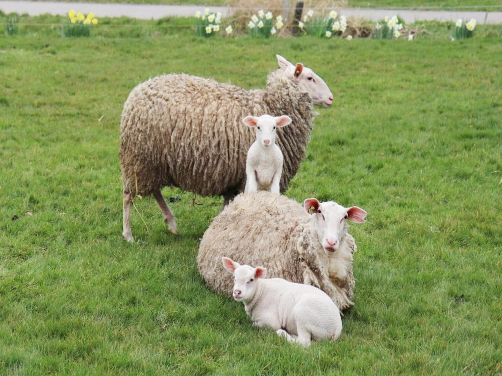 Recreatiepark Idskenhuizen 5 in Idskenhuizen - Foto 32 van 40