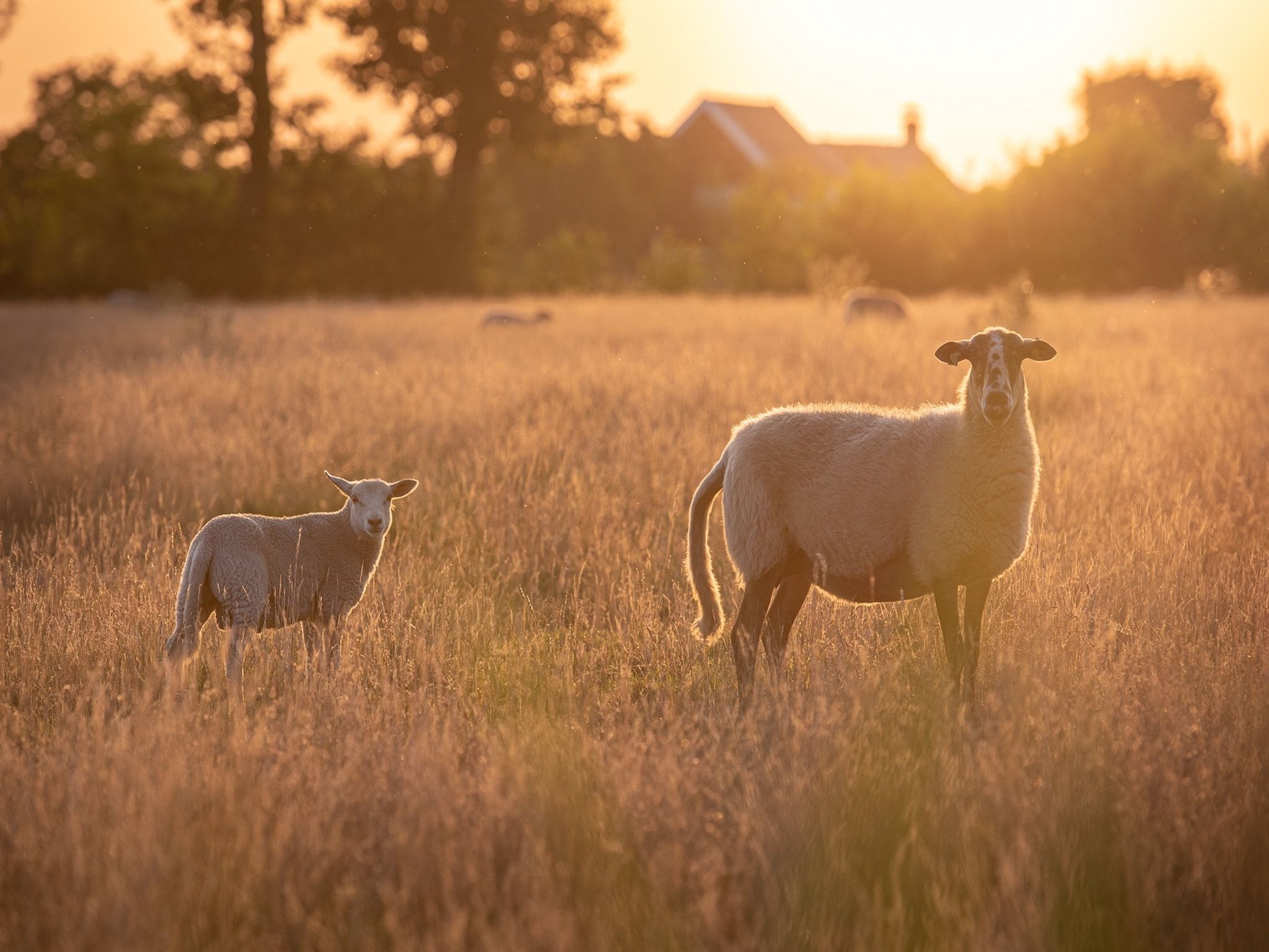 De omgeving van Acker Lodges 3 in Ruinerwold