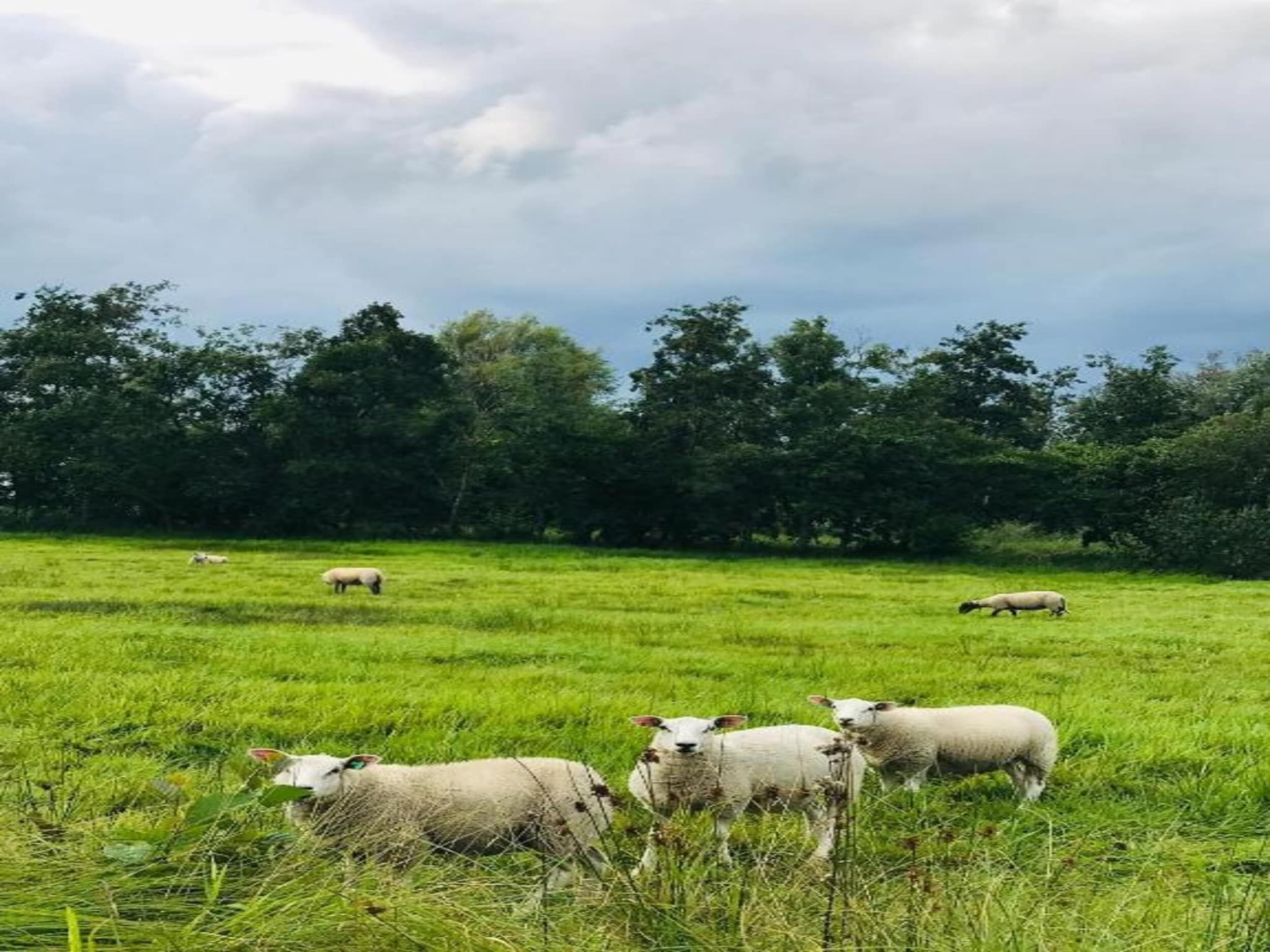 Chalet Resort Venetie Giethoorn in Giethoorn - Foto 34 van 40