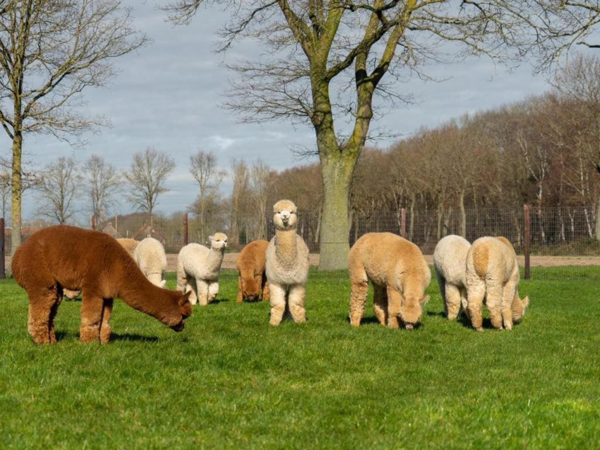 Vakantiepark Sandberghe 13 in Uden - Foto 31 van 40