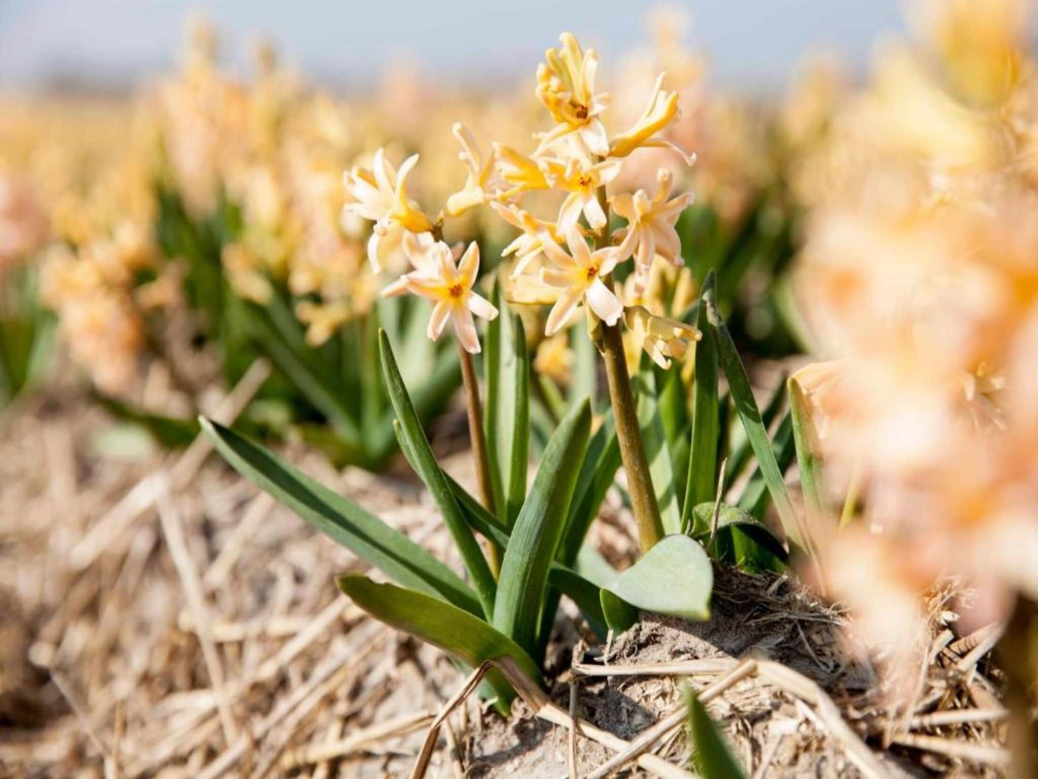 De omgeving van Resort Beach Houses Julianadorp 1 in Julianadorp