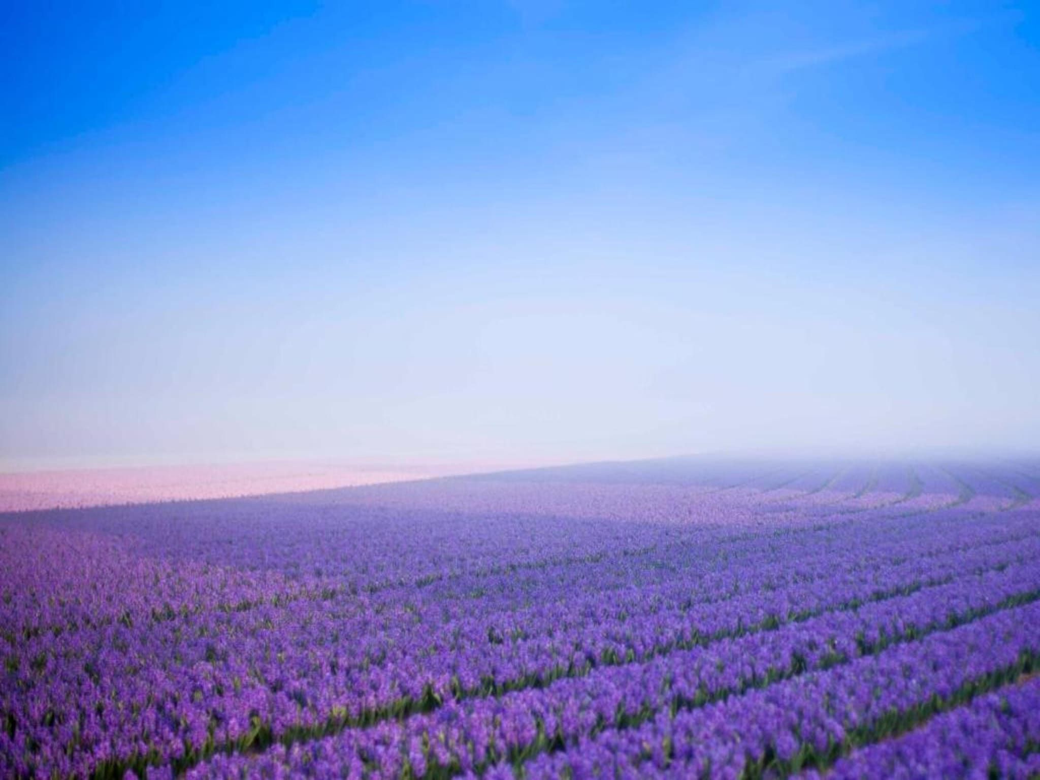 De omgeving van Resort Beach Houses Julianadorp 1 in Julianadorp