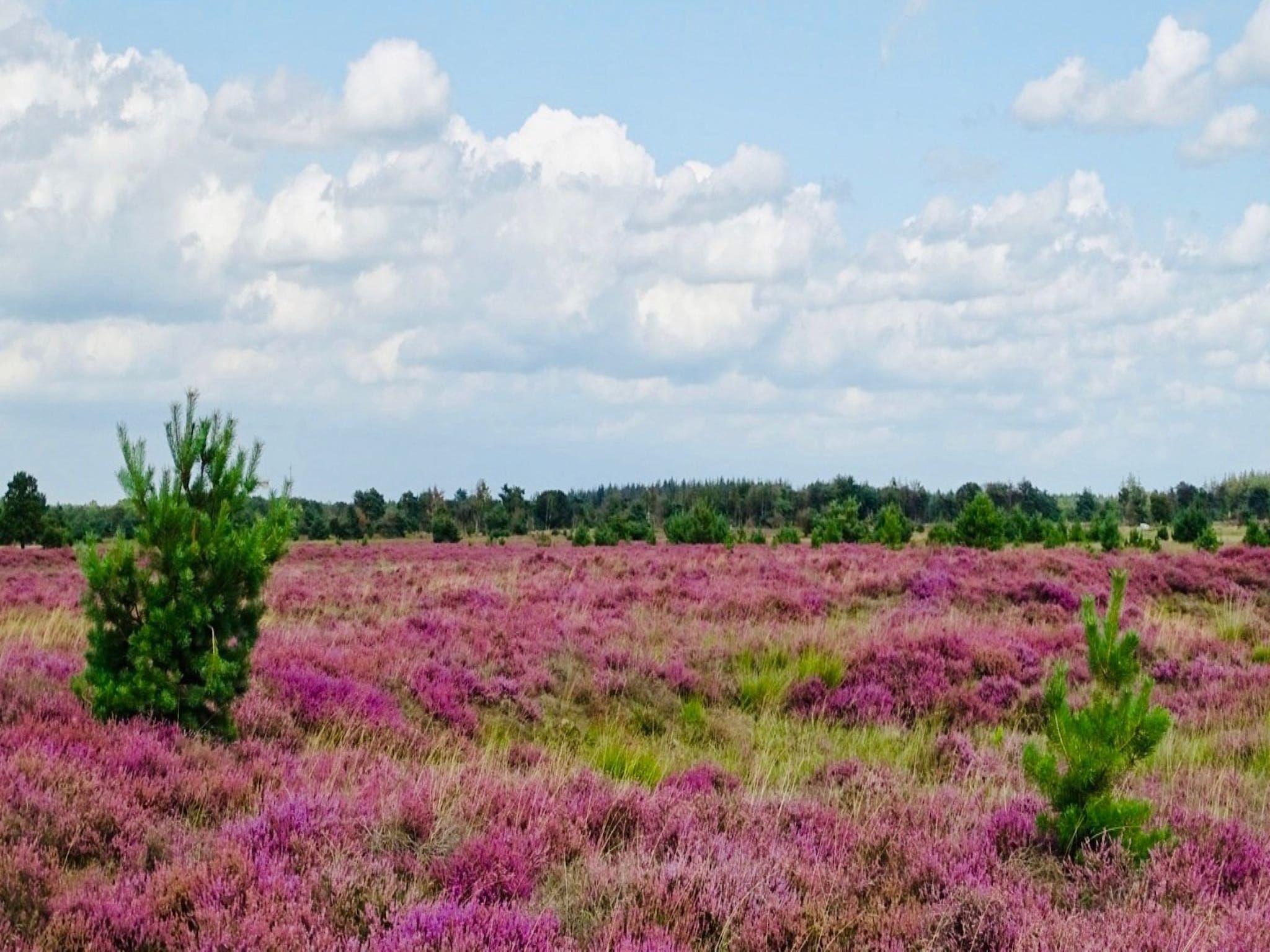 Vakantiehuisje 19 in Someren-Heide - Foto 24 van 26