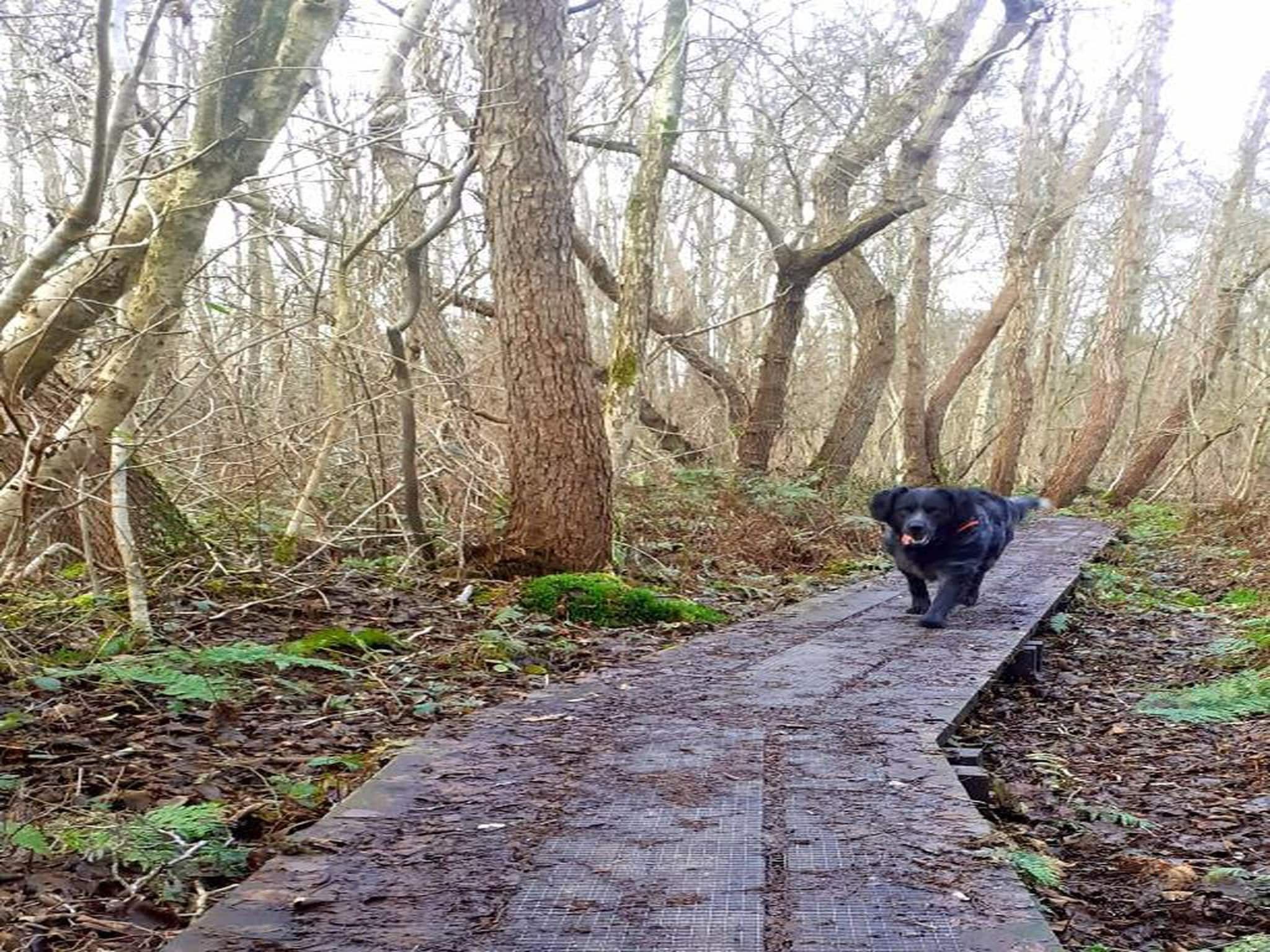 Waterstaete Ossenzijl 4 in Ossenzijl - Foto 30 van 37