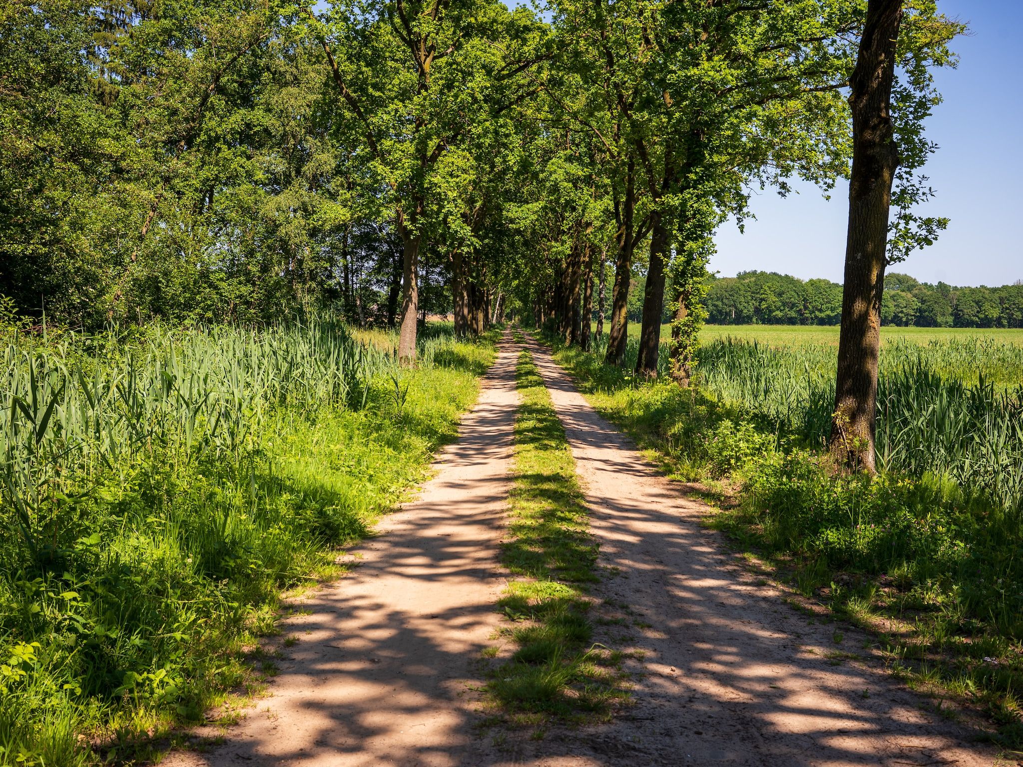 De omgeving van Vakantiehuisje 20 in Someren-Heide