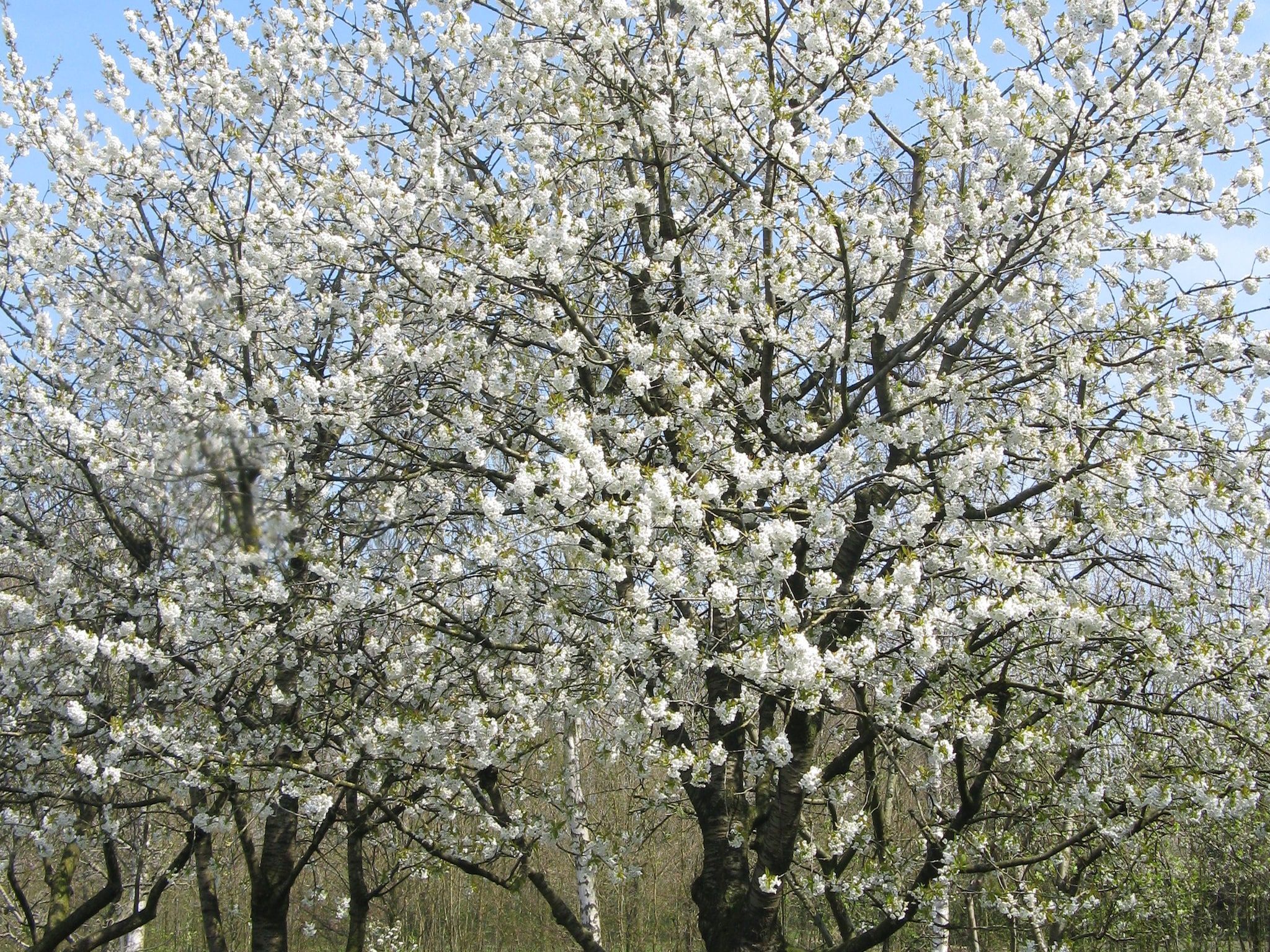 Sfeerbeeld van Koe in de Kost 4 in Heeten
