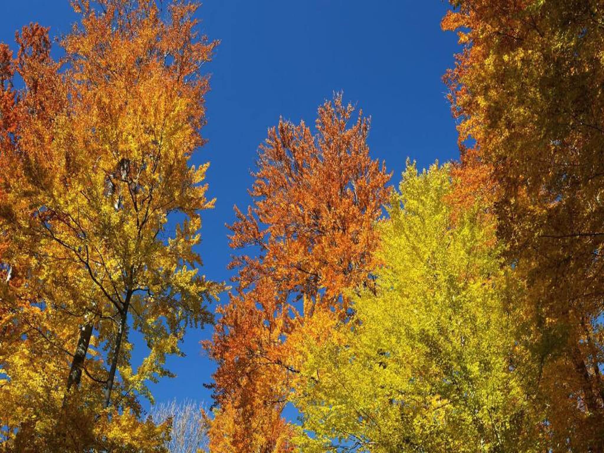 Bospark de Schaapskooi 10 in Wissel/Epe - Foto 33 van 40