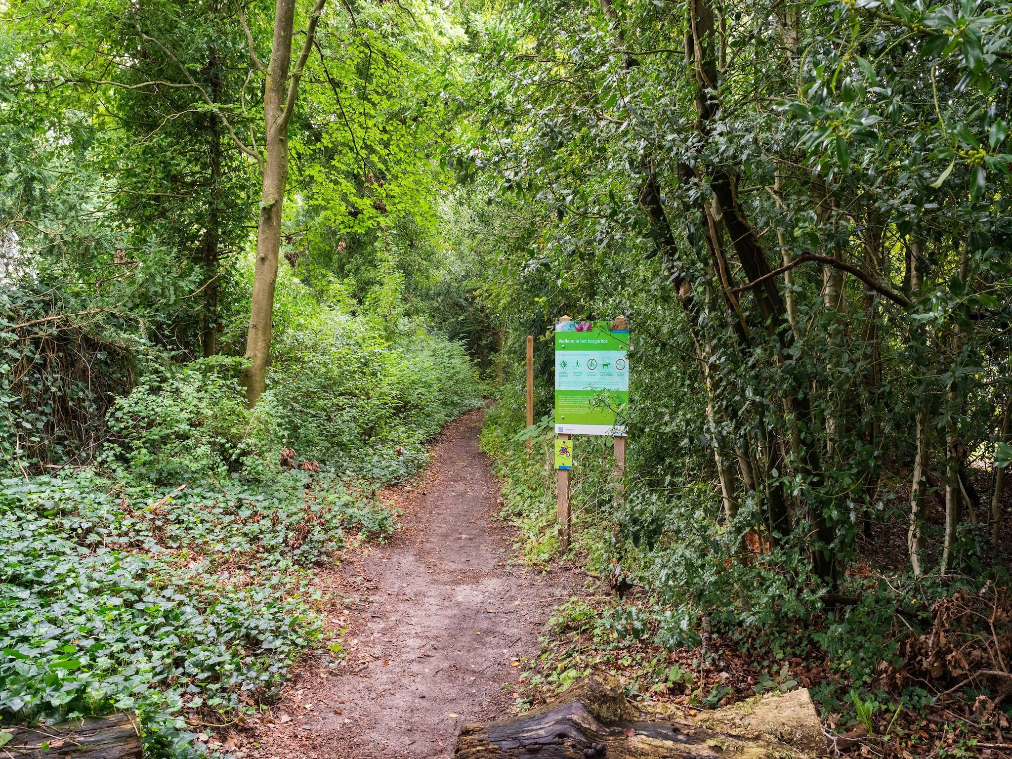 De Klimroos in Bergen - Foto 31 van 40