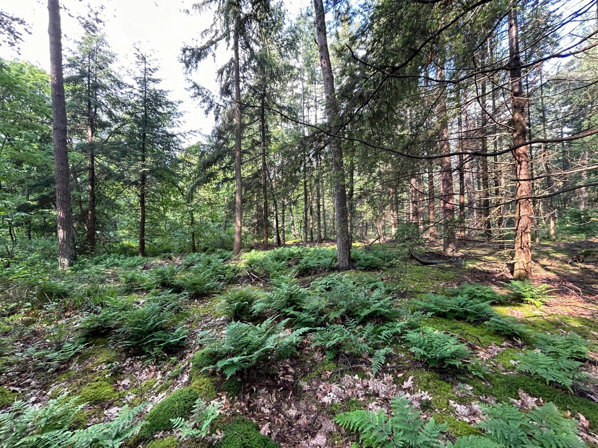 De omgeving van Bos suite in Zelhem