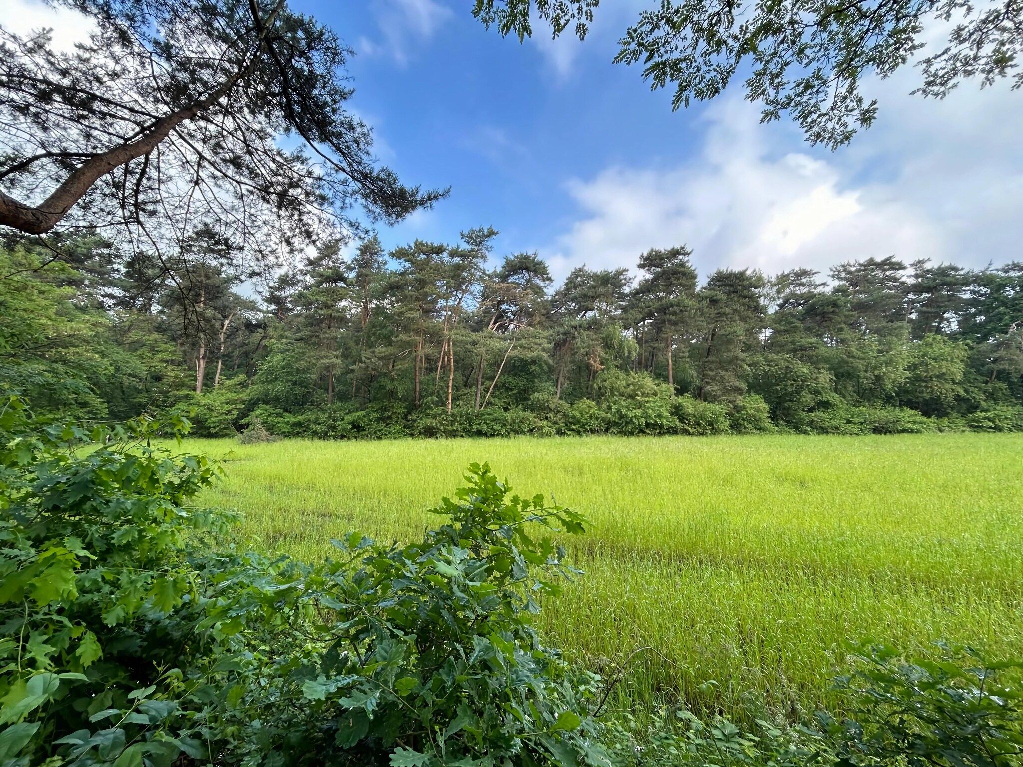 De omgeving van Bos suite in Zelhem