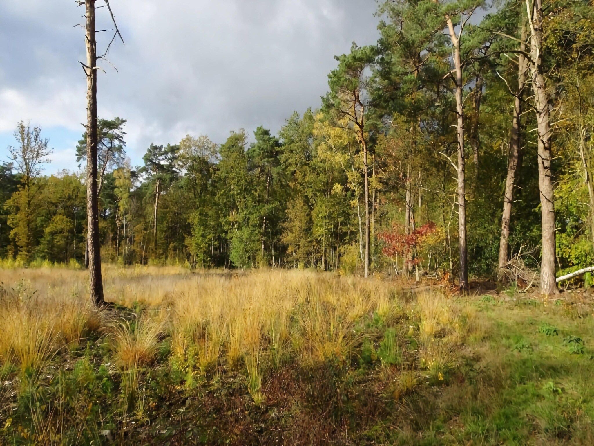 Bos suite in Zelhem - Foto 39 van 40