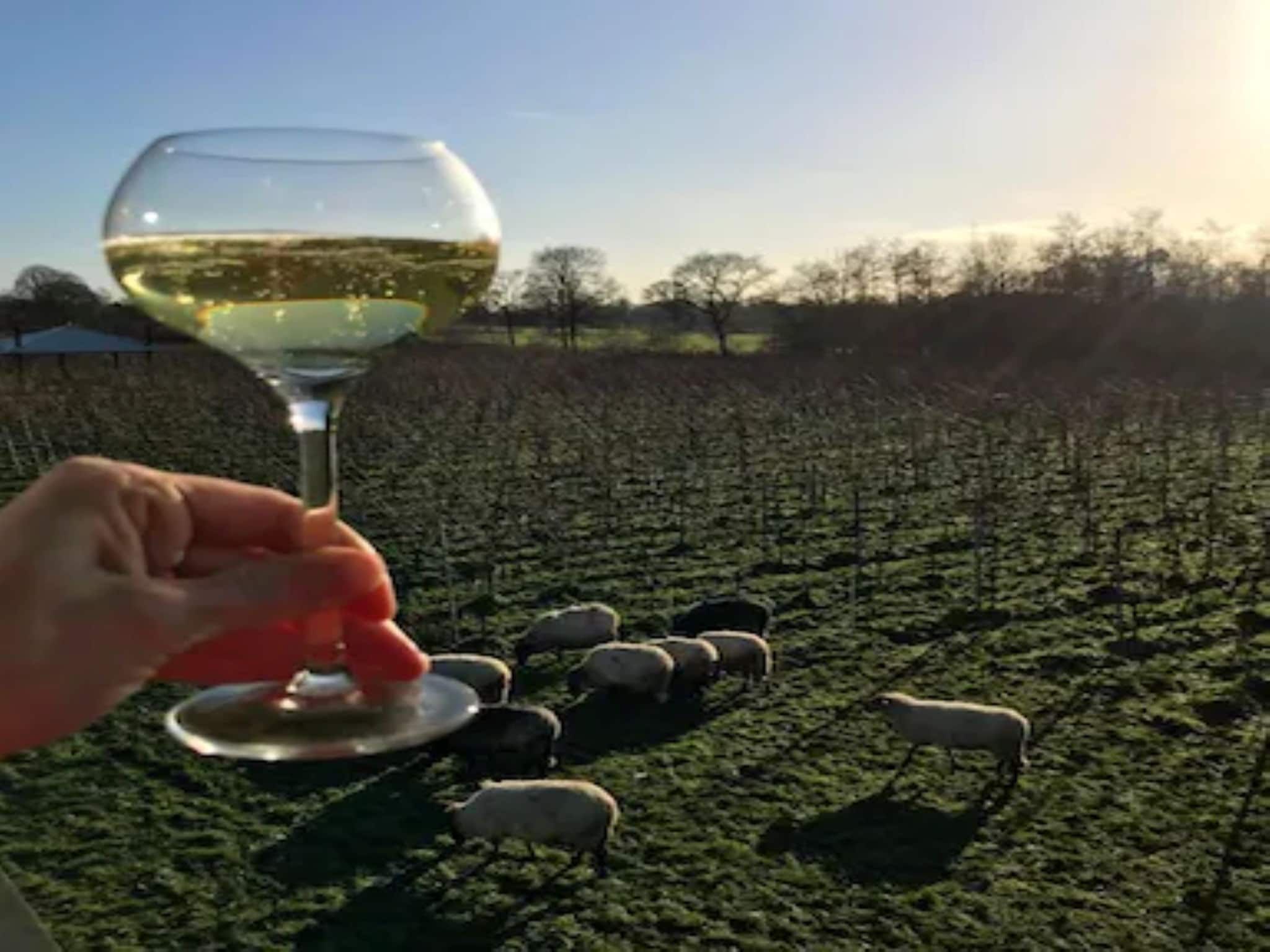 Glamour tent 'Smuk' in Twijzel - Foto 30 van 40